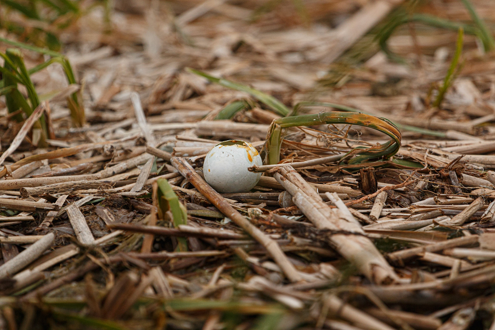 Abandoned nest and egg.