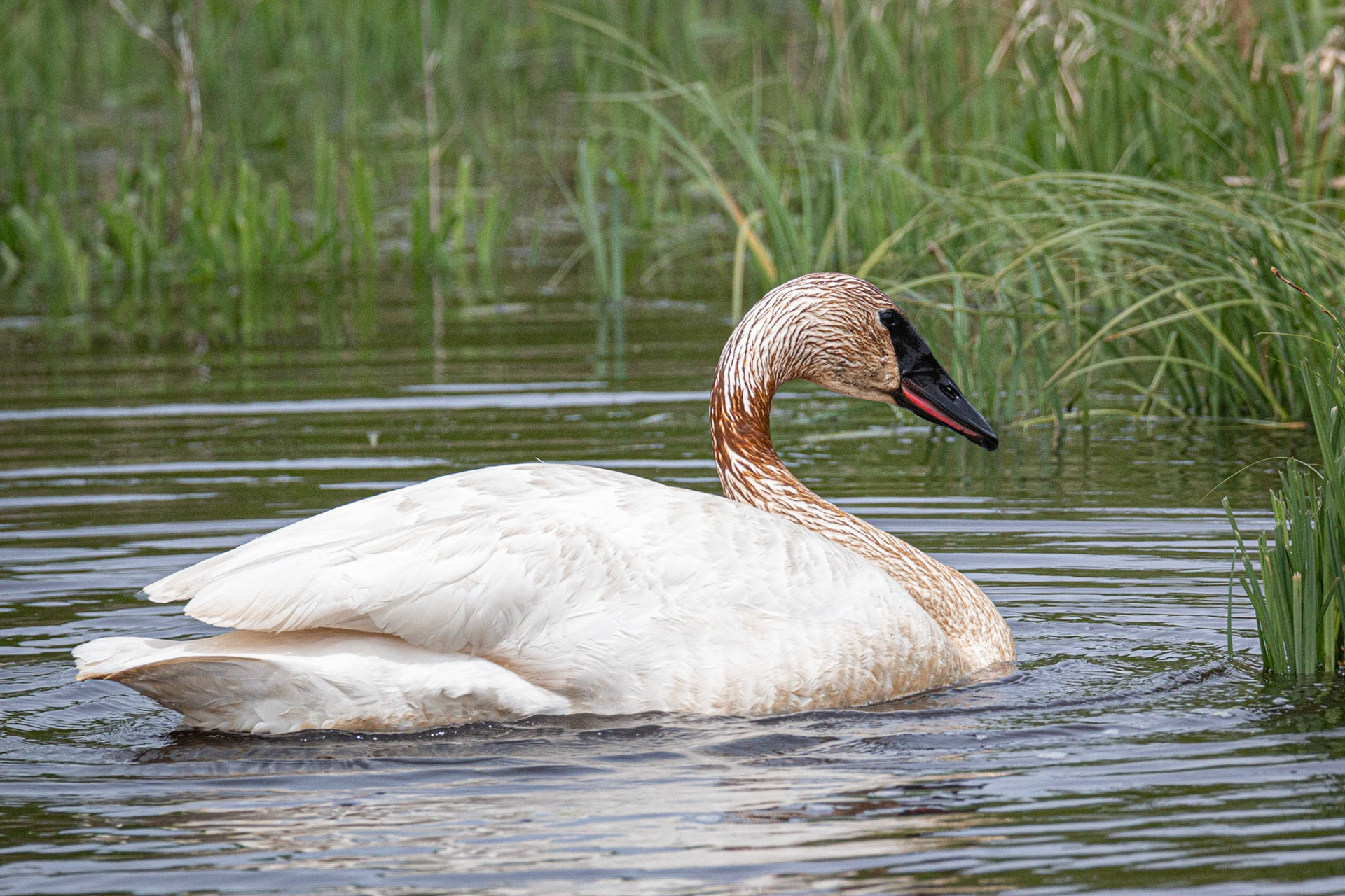 Trumpeter Swan at Sherburne NWR