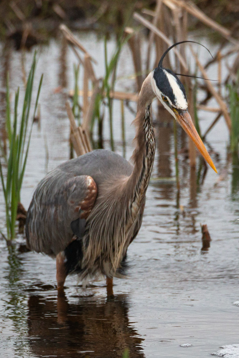 Great Blue Heron at Sherburne NWR