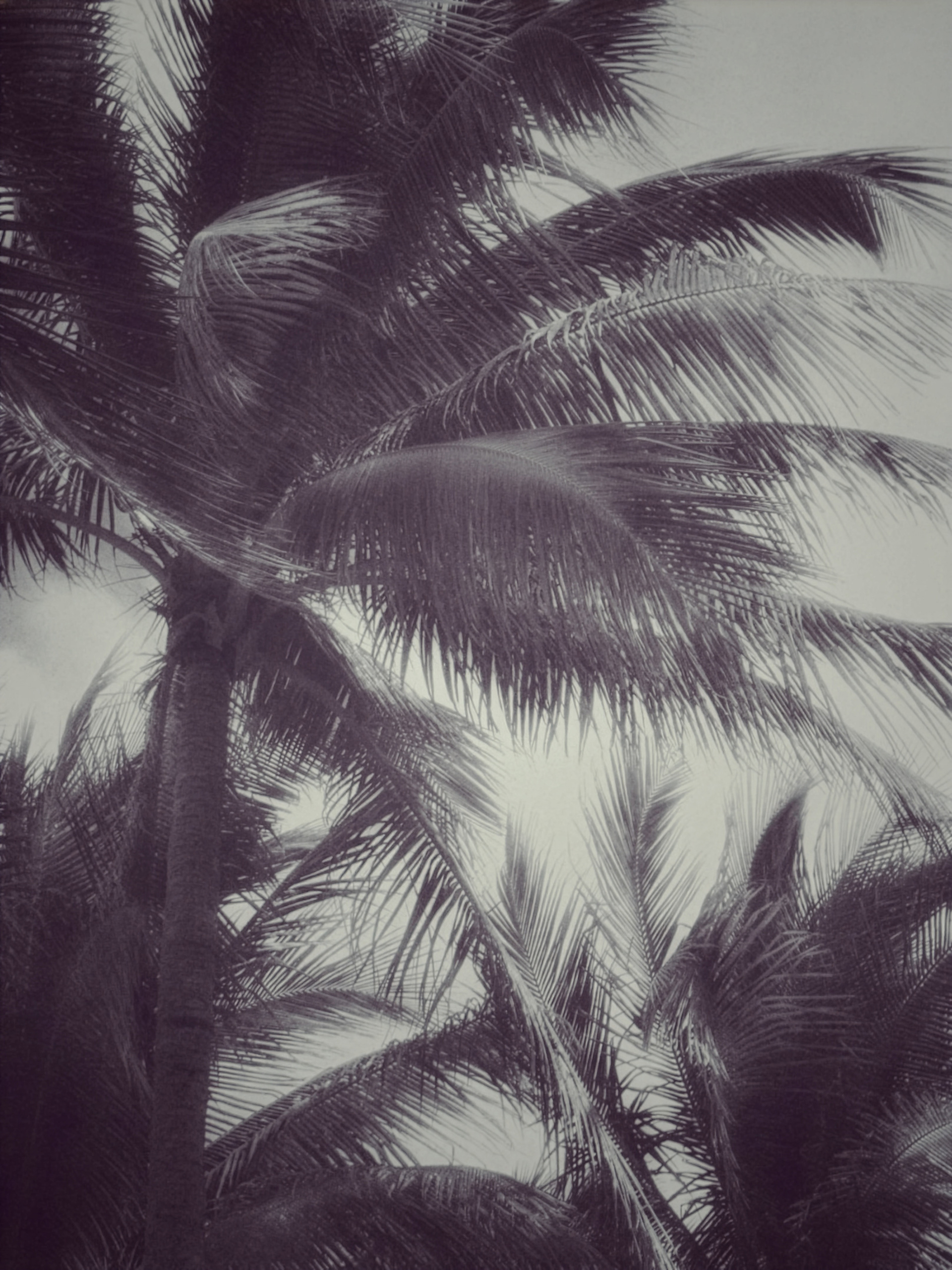 "Tropical Breath"