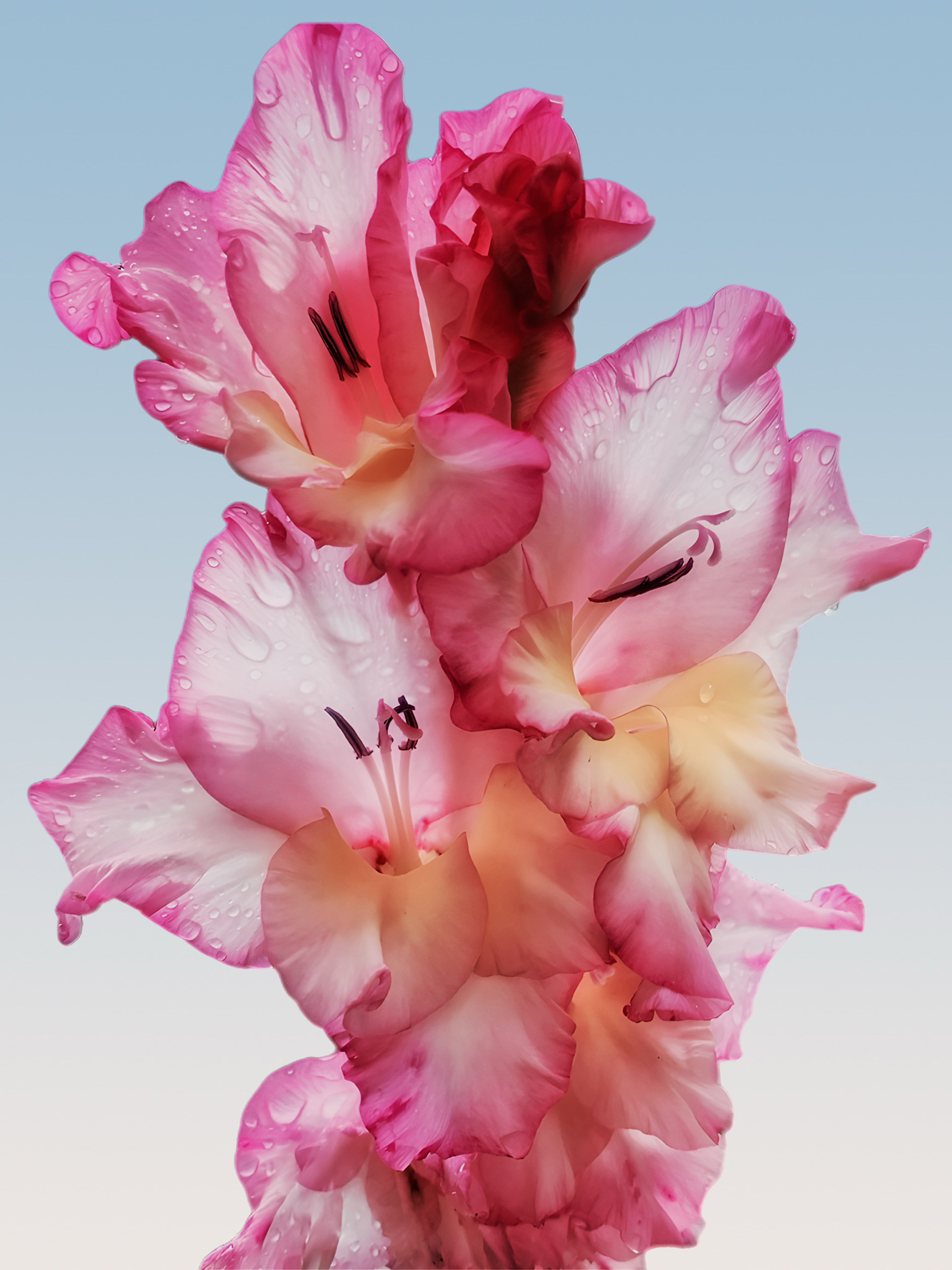 "Floral Dew"