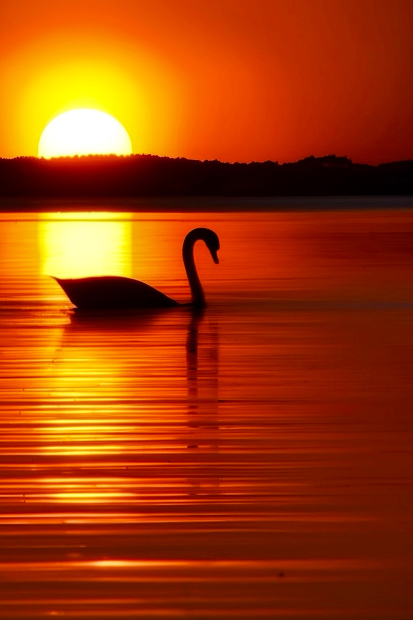 "The Swan"
