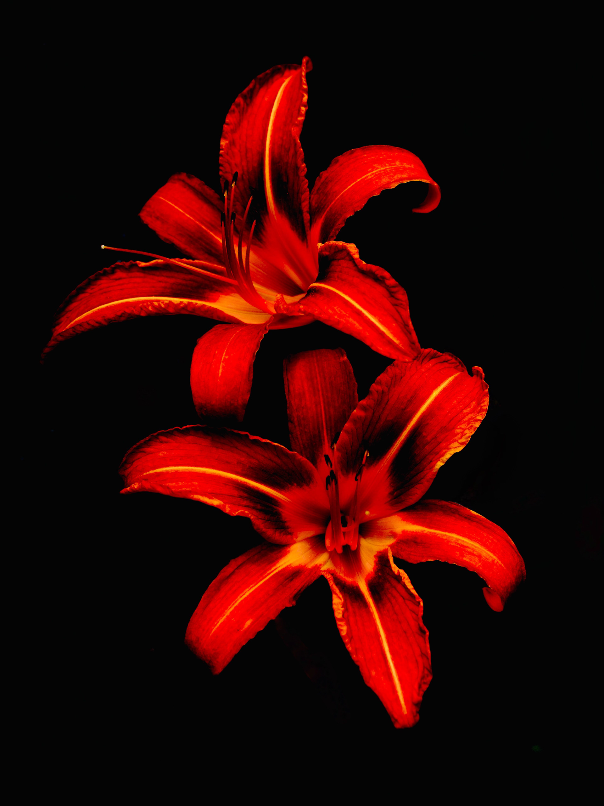 "Red Lilies"