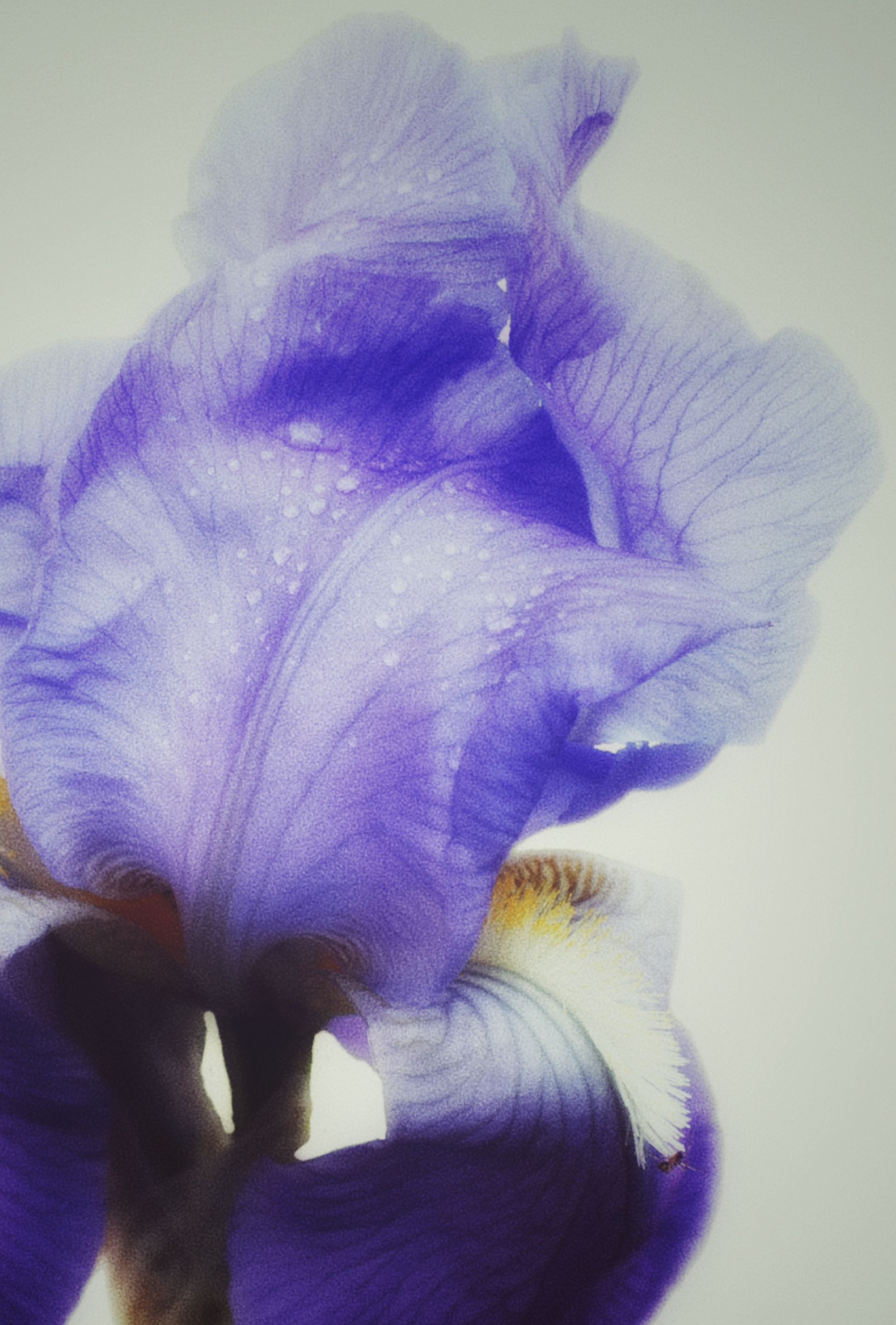 "Soft Iris"