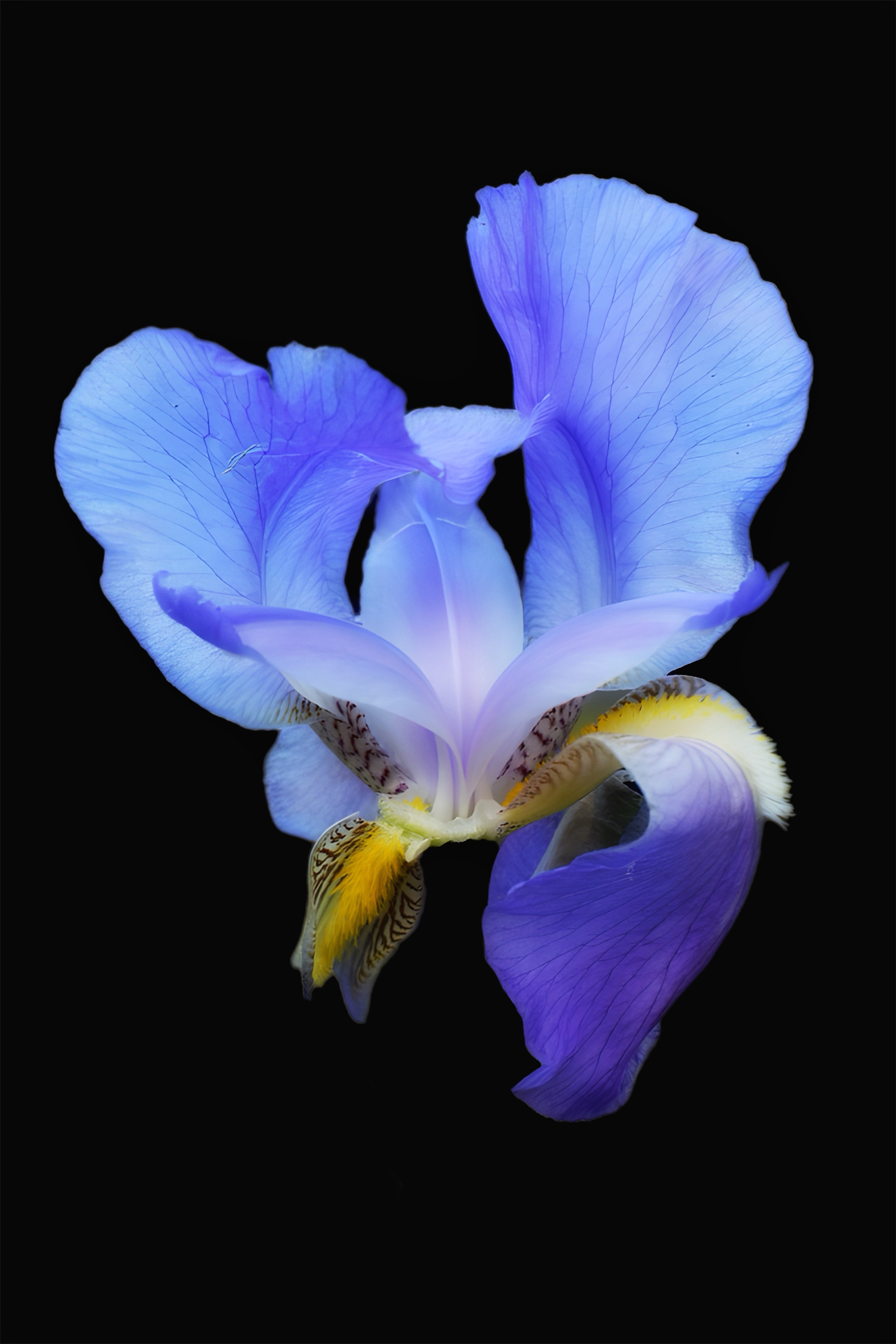 "Midnight Bloom"
