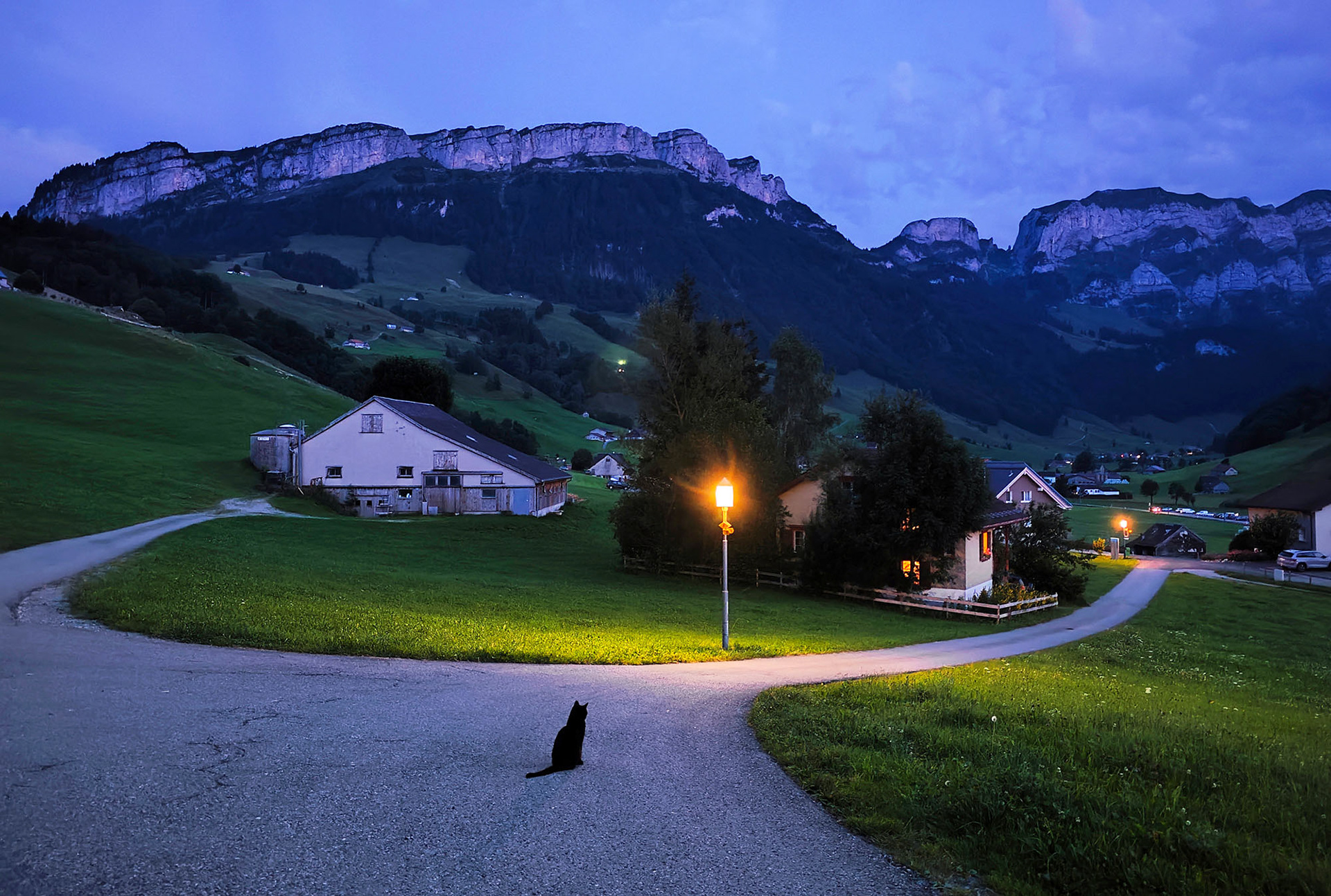 A Mindful Cat