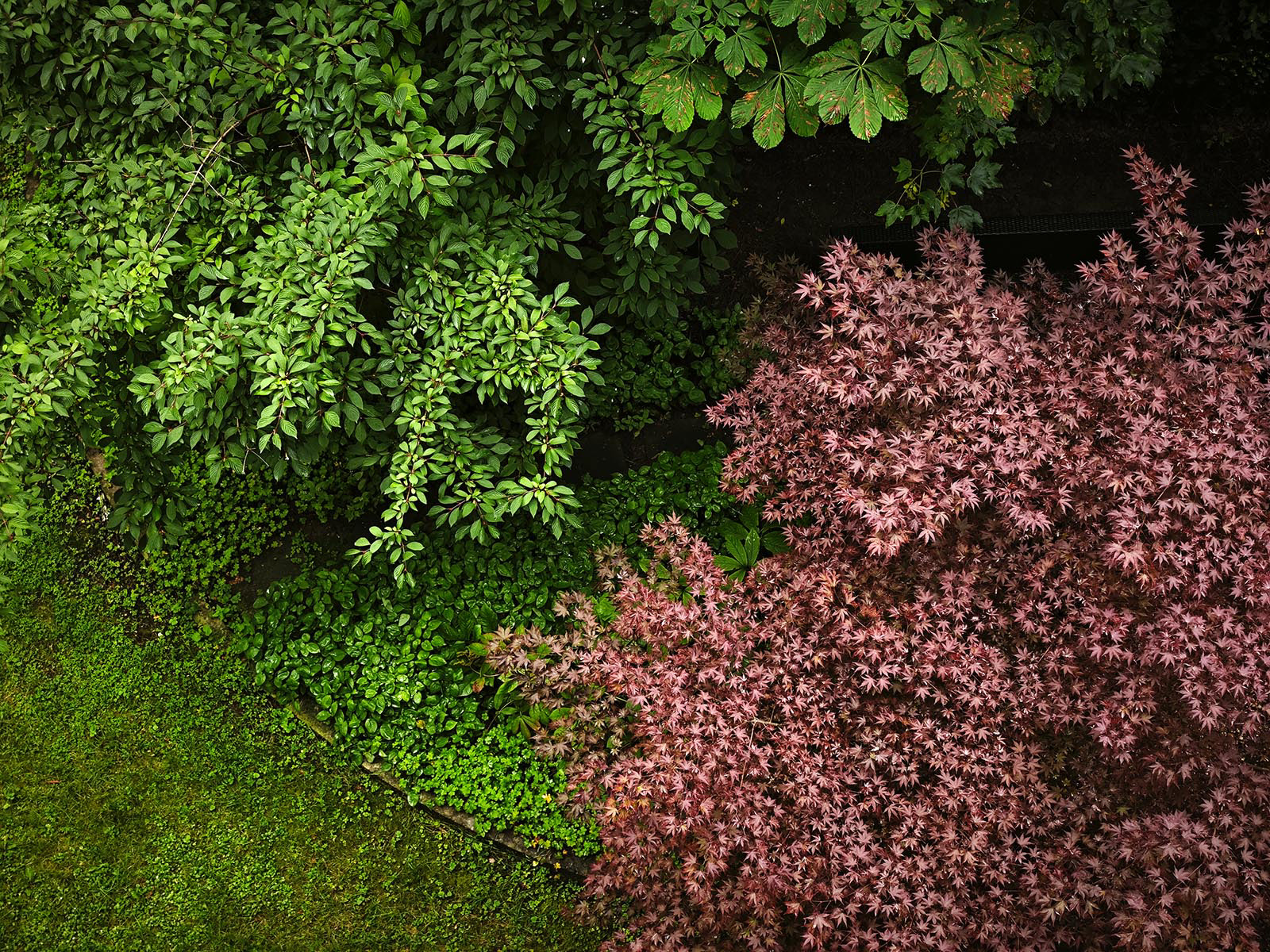 Colored Leaves