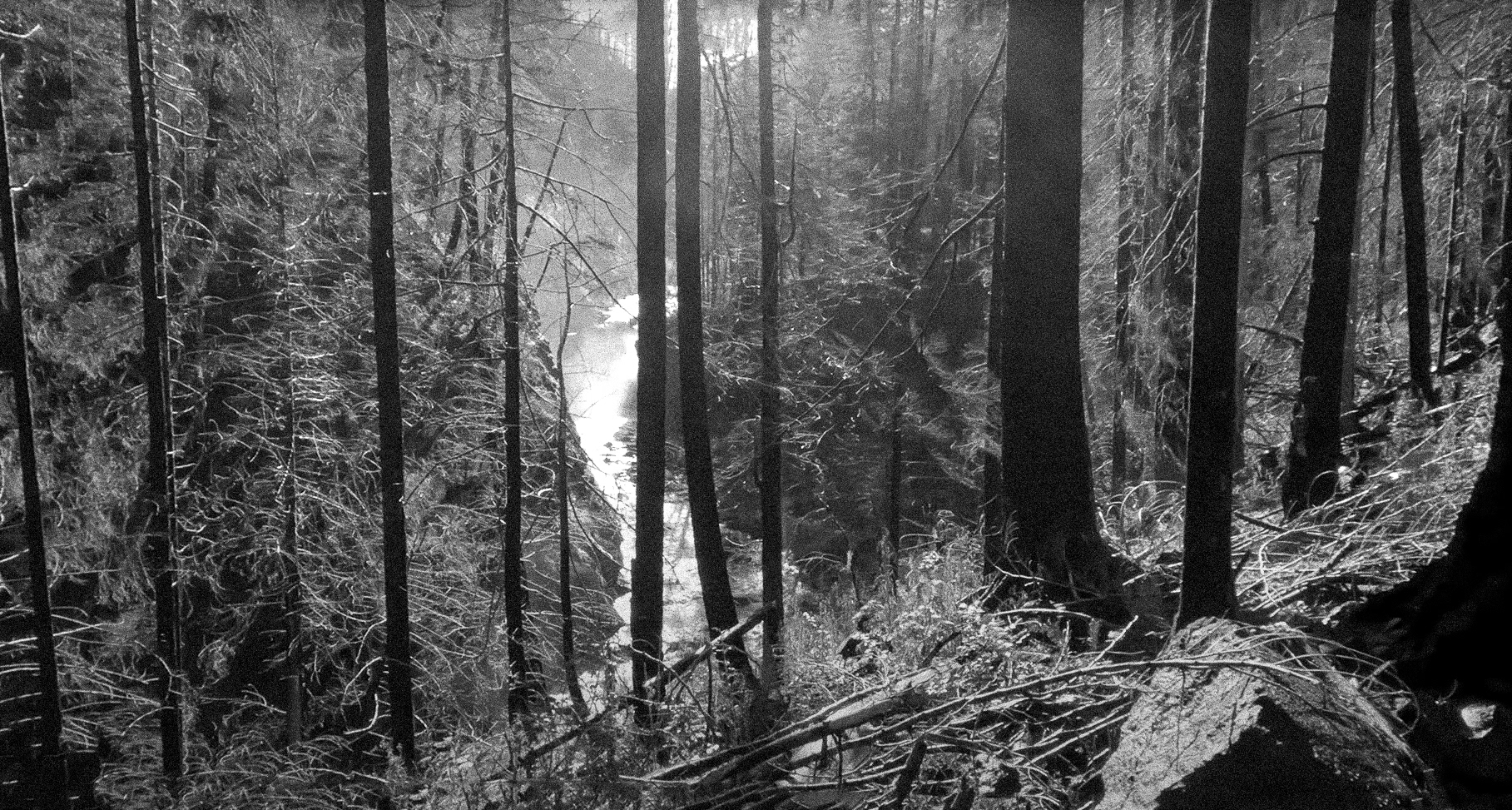 Fern Creek + Falls
