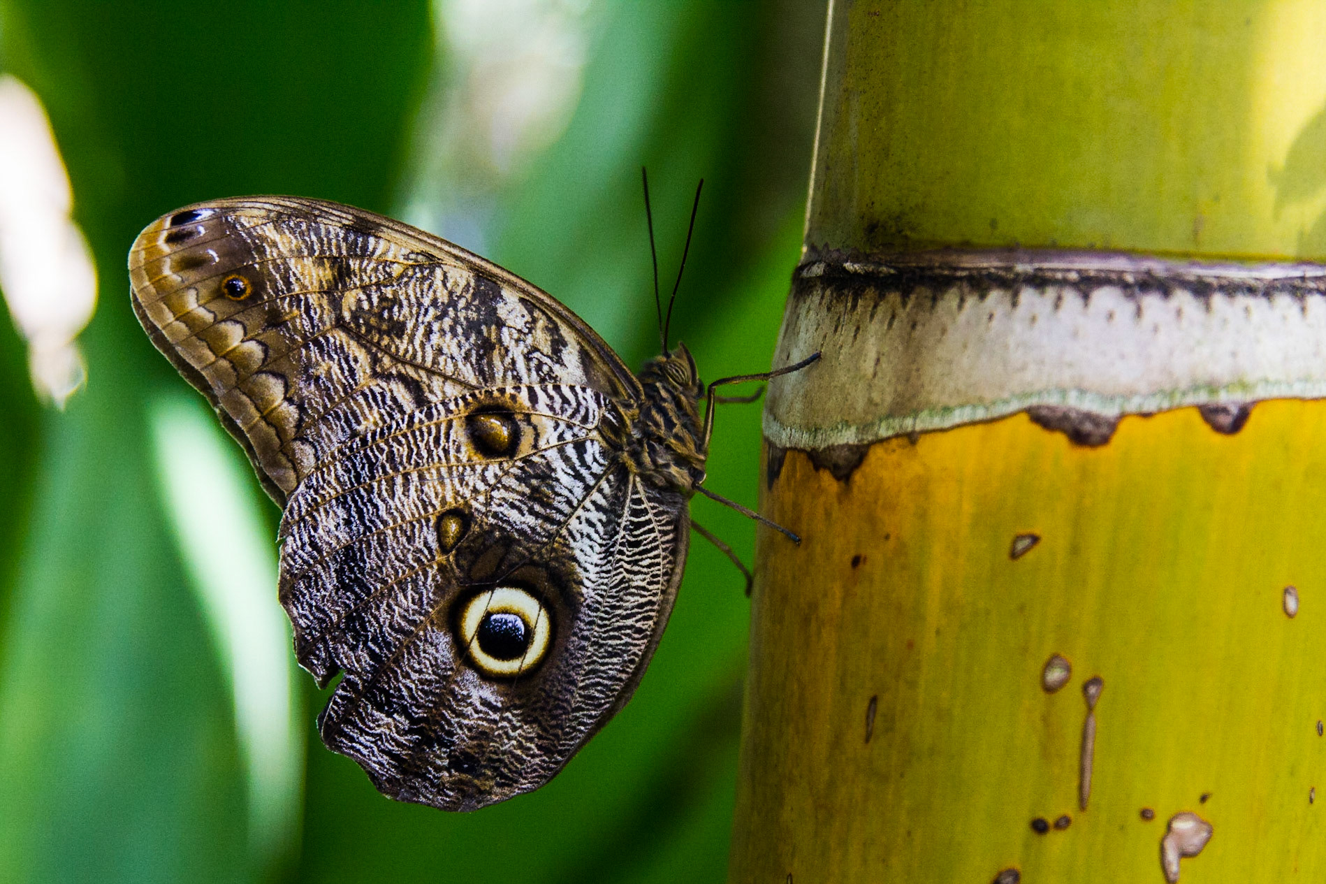 Owl Butterfly