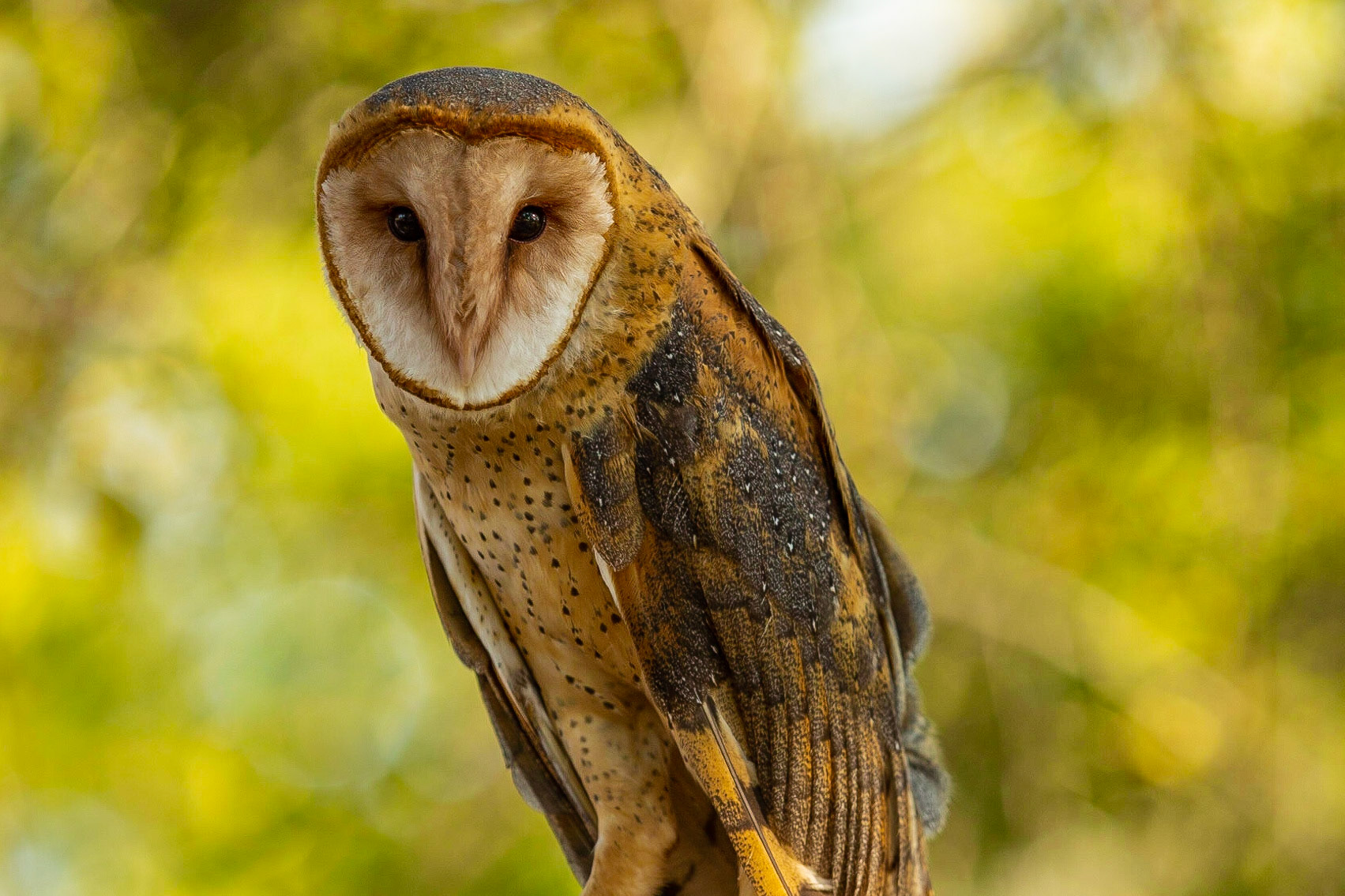 Barn Owl