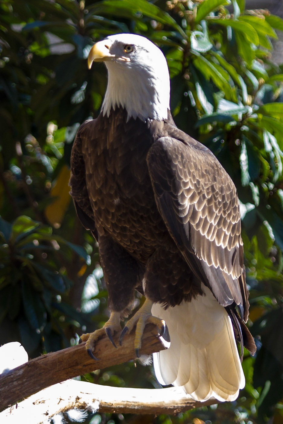 Bald Eagle