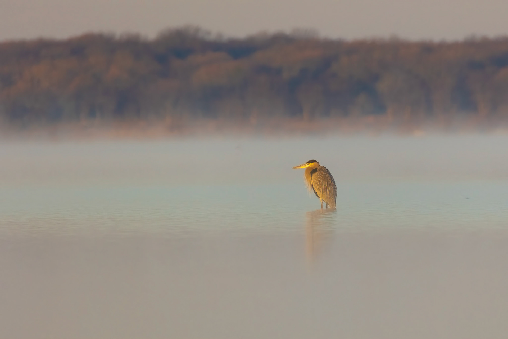 Too Cold for Fishing, Black Headed Heron
