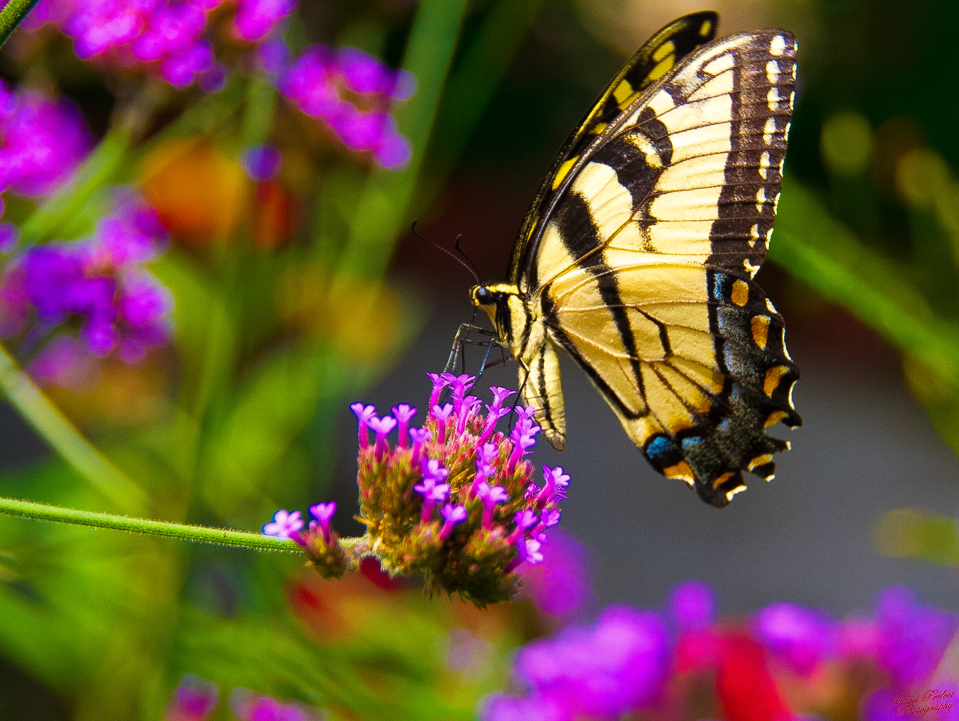 Eastern Tiger Swallowtail