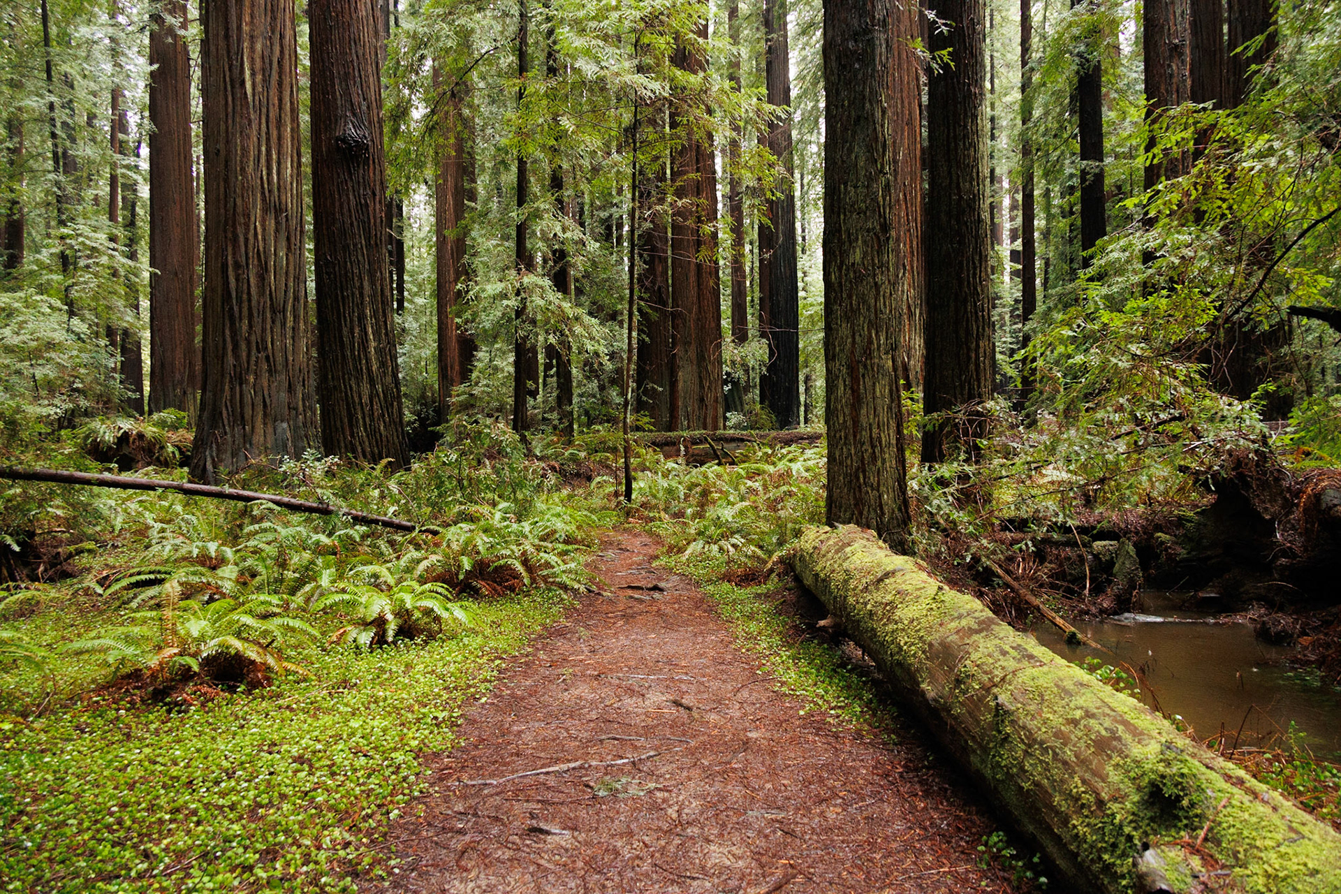 Humboldt Redwoods Forest, CA
