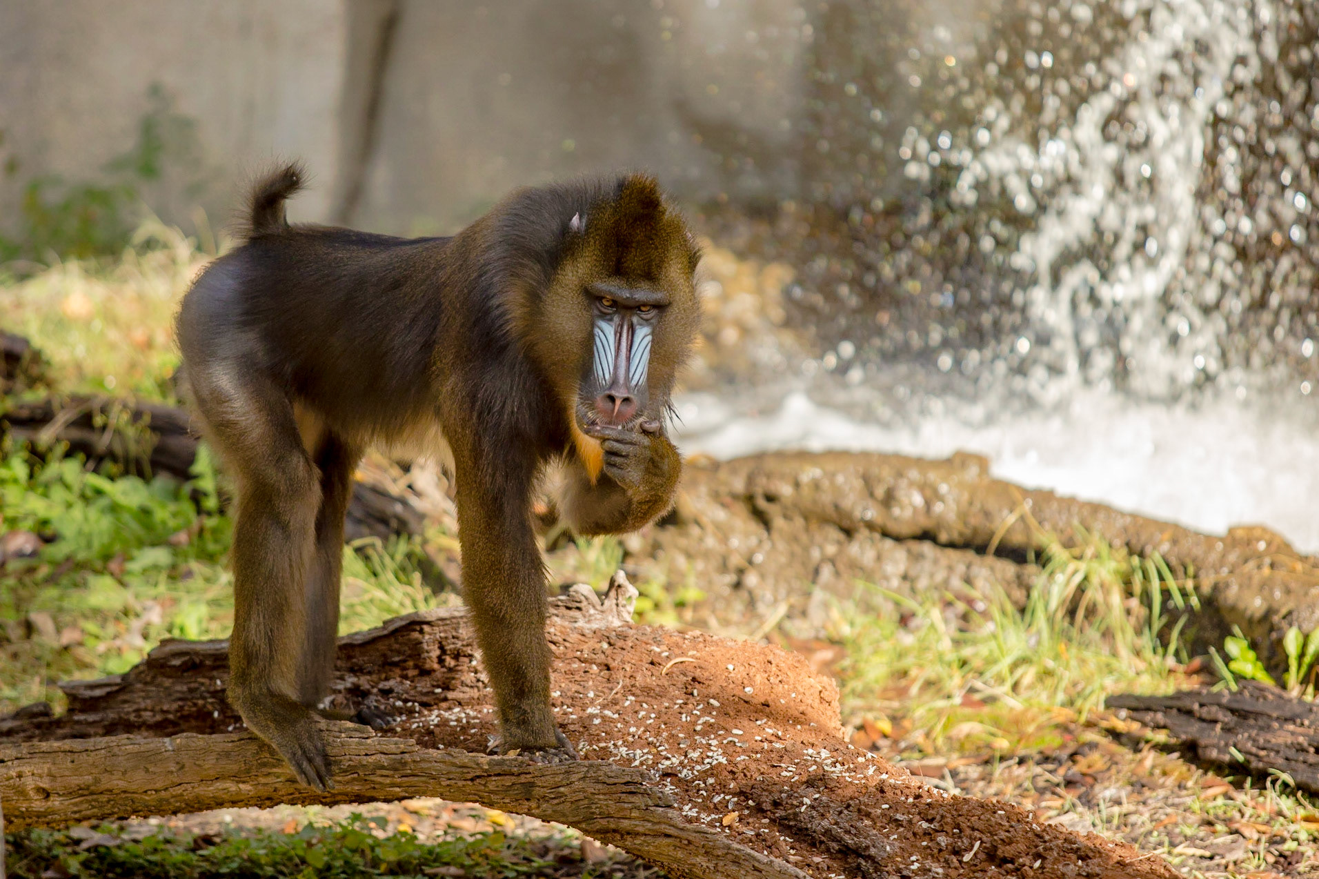 Hmmm...Planet of the Apes...Part 1