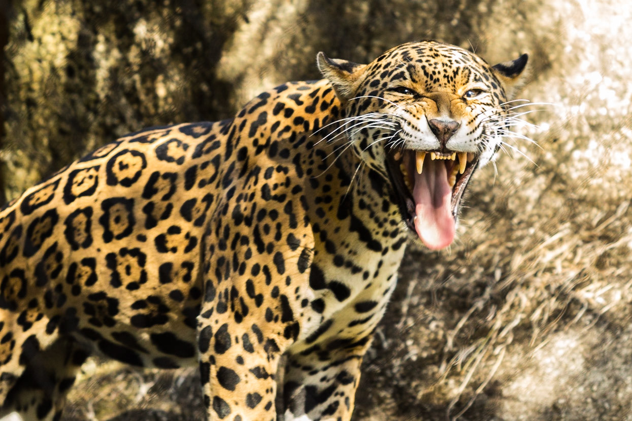 Crest or Colgate Whitening? - Jaguar