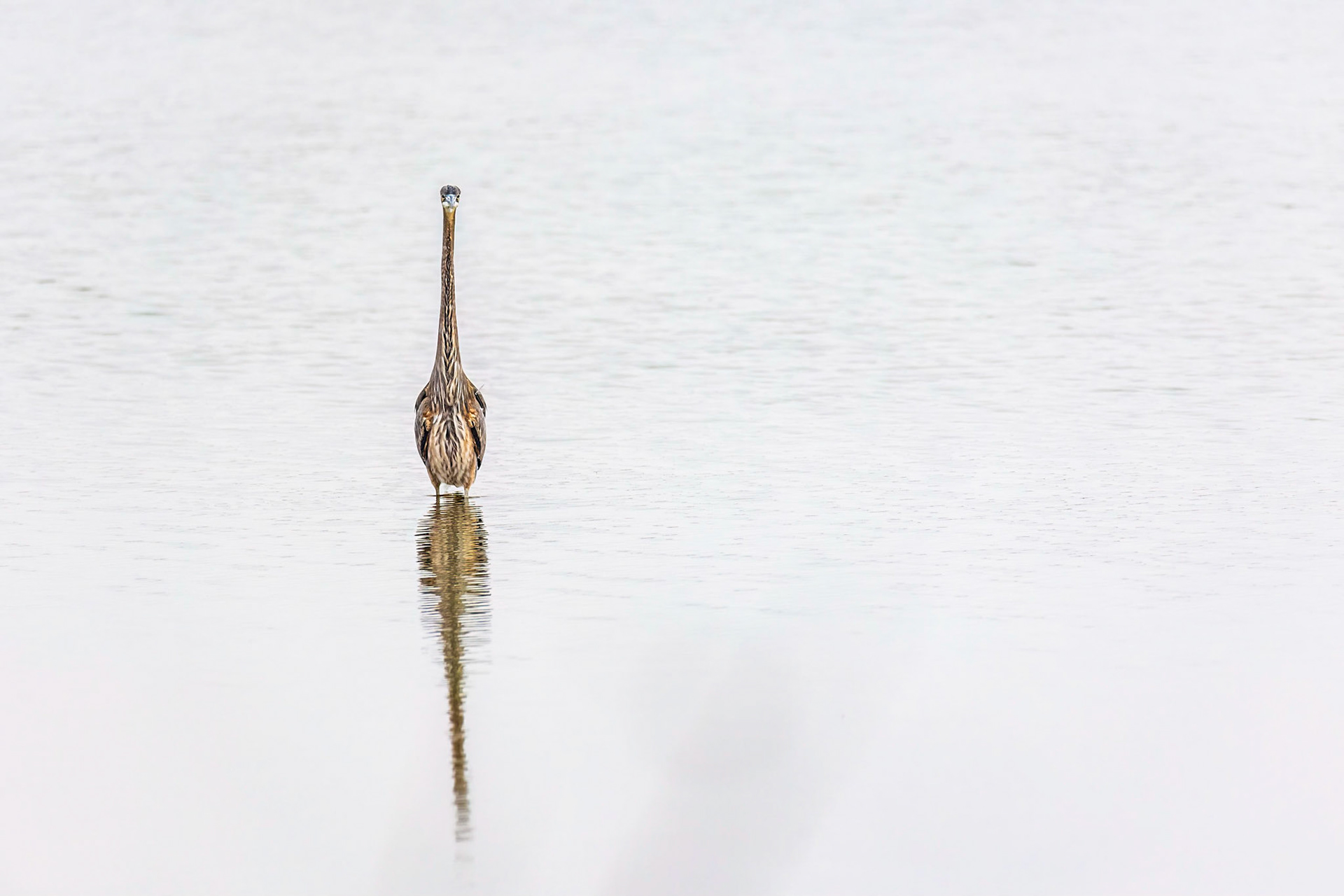 If I just stand still...maybe he will go away!