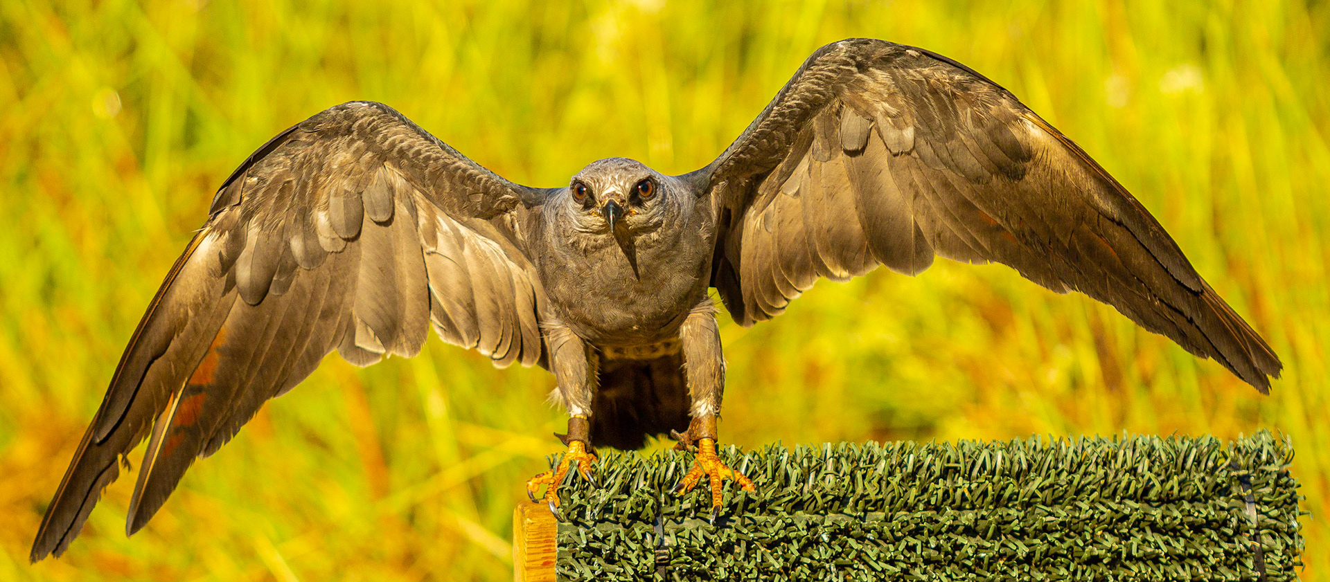 Maverick - Peregrine Falcon
