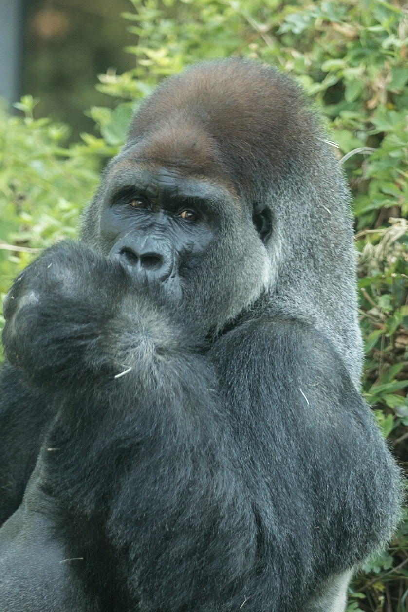 Planet of the Apes - Part 2