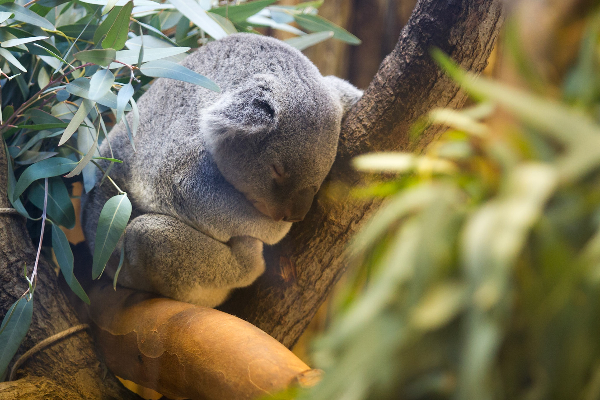 Ah! The Dream - Koala Bear