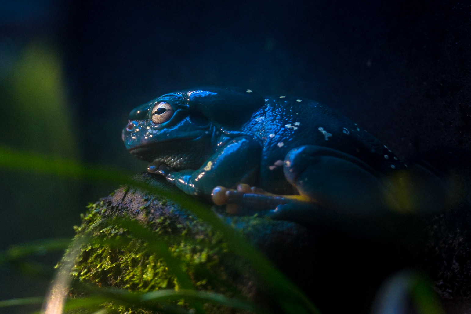 Waiting to turn into a prince!