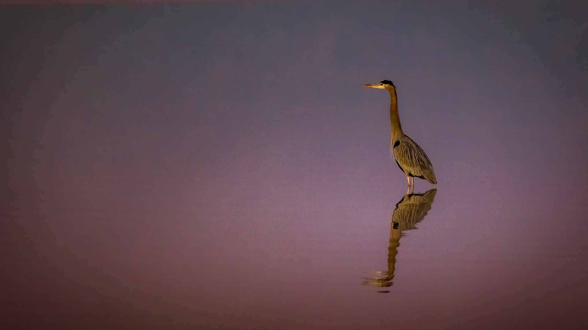 A Zen Moment, Black Headed Heron