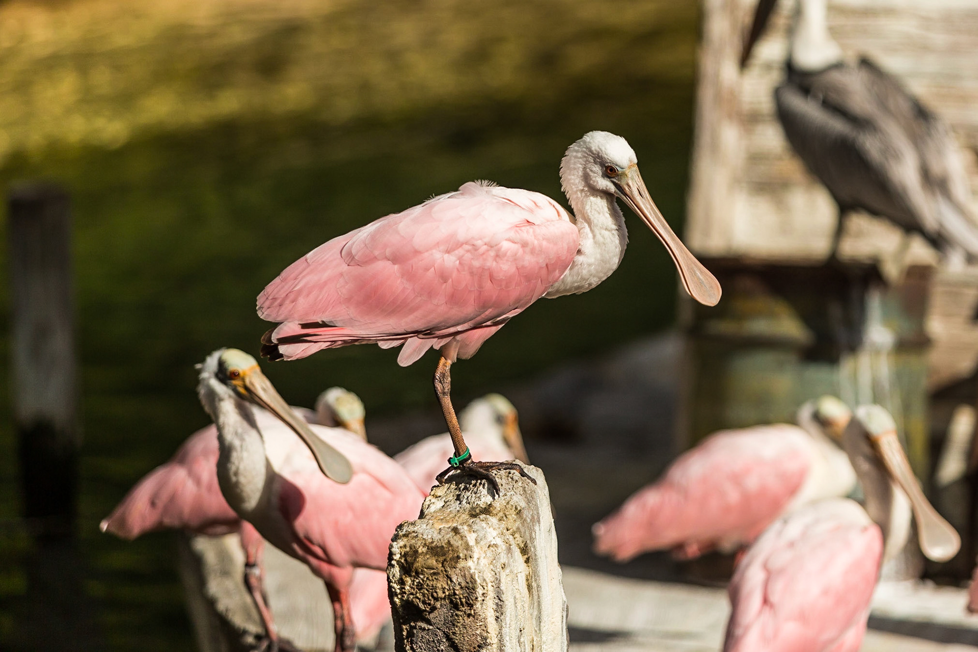 To fly or not? - Roseate Spoonbill