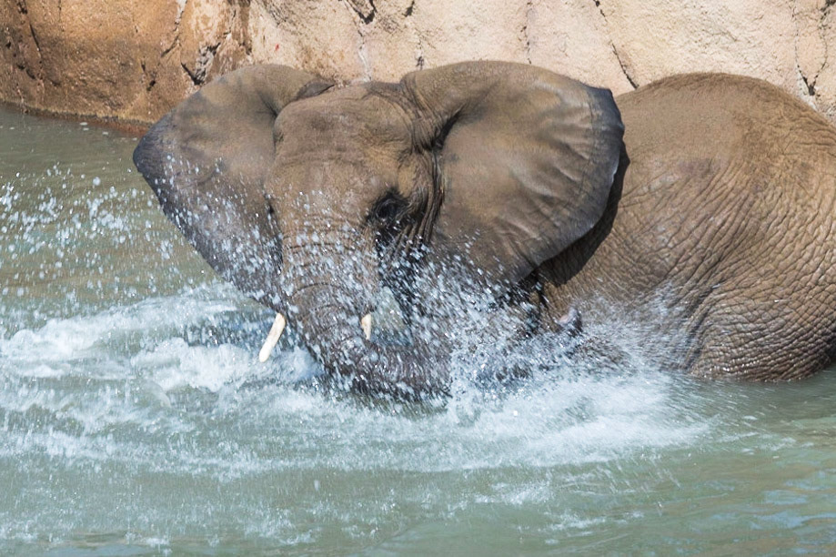 Splish Splash Elephant...