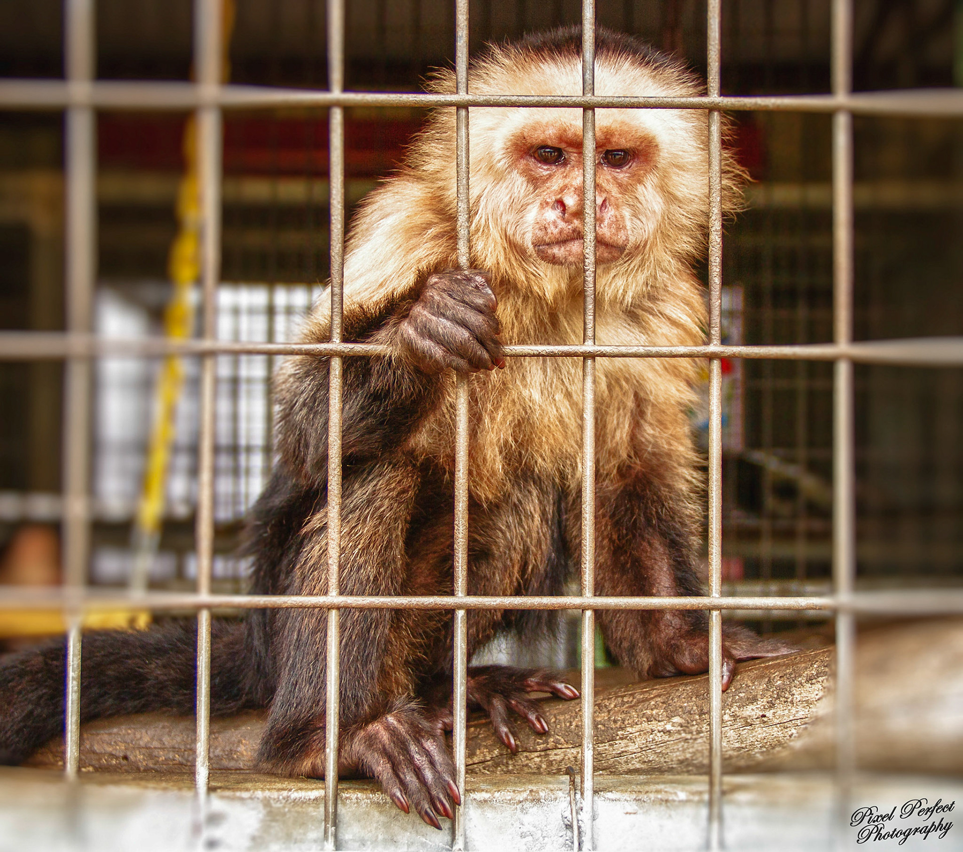 Caged Monkey - Who me?!