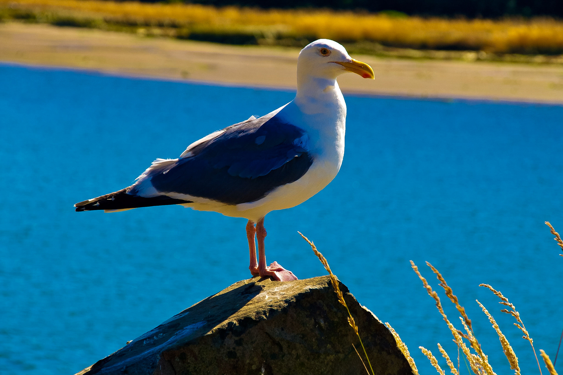 Herring Gull