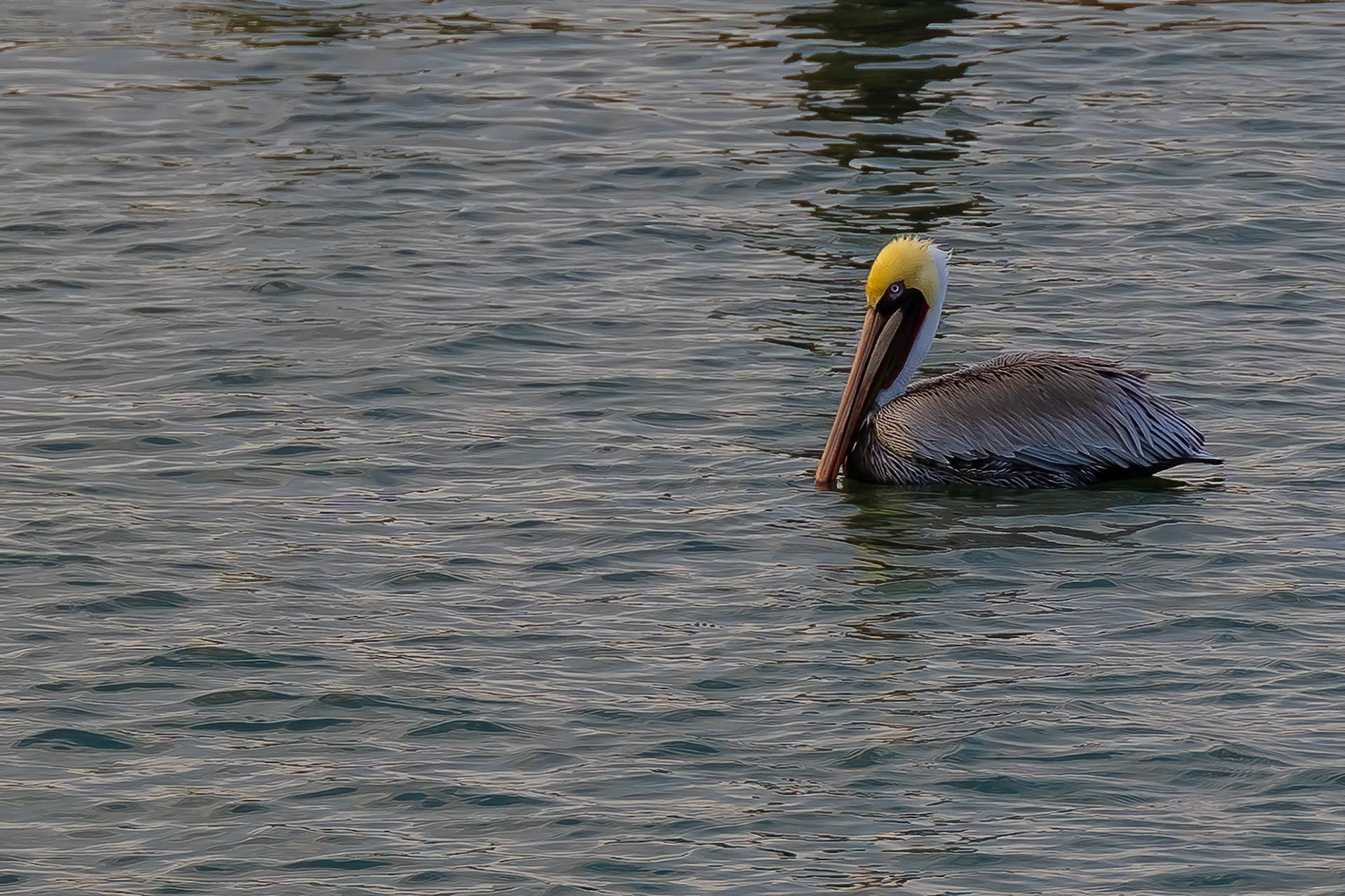 Adult Brown Pelican - The Headmistress!