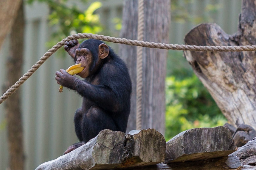 Play and eat or eat and play...that's the question