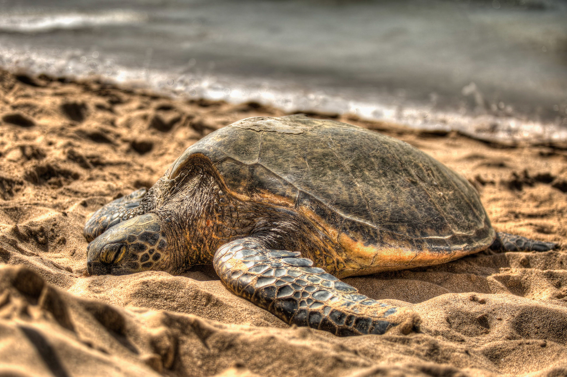 Feeling Lazy, Sea Turtle