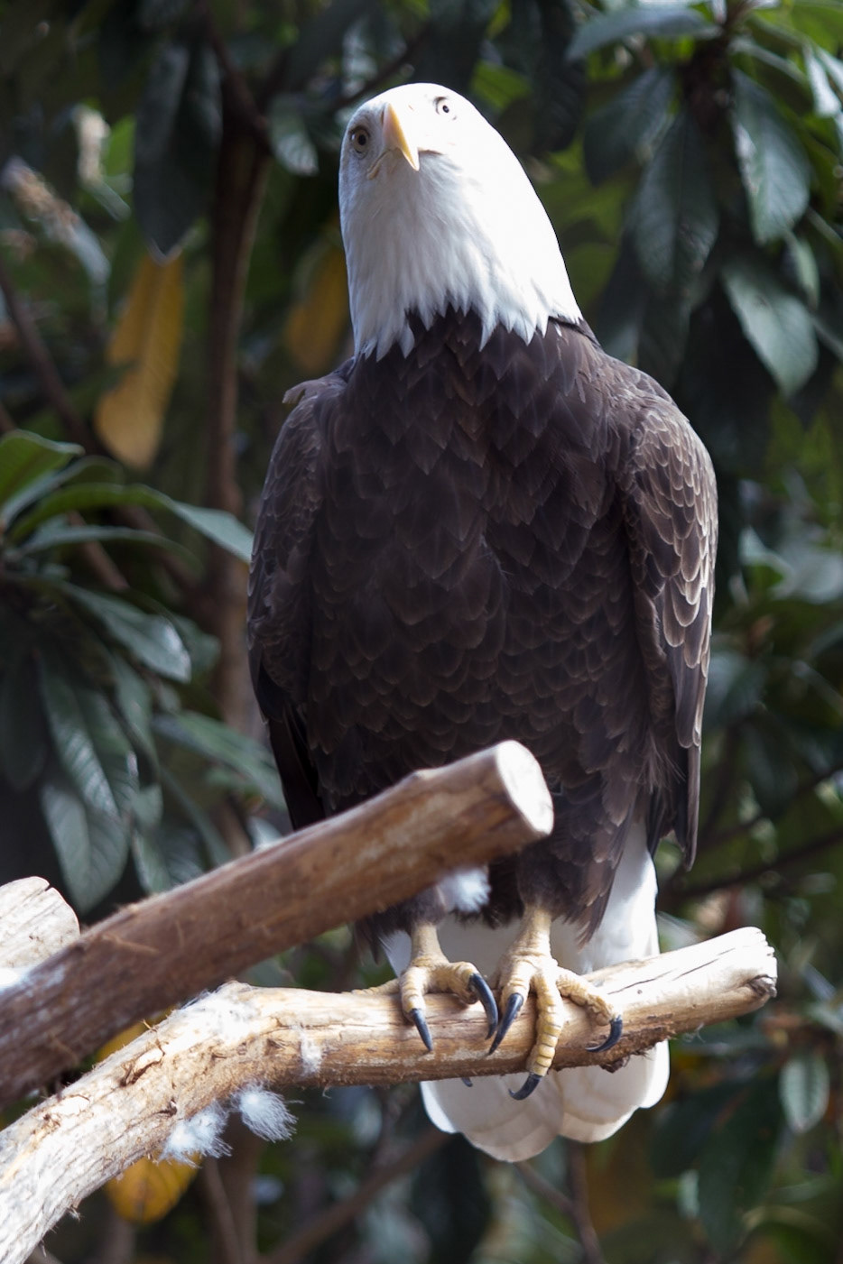 Who you Lookin at? Bald Eagle