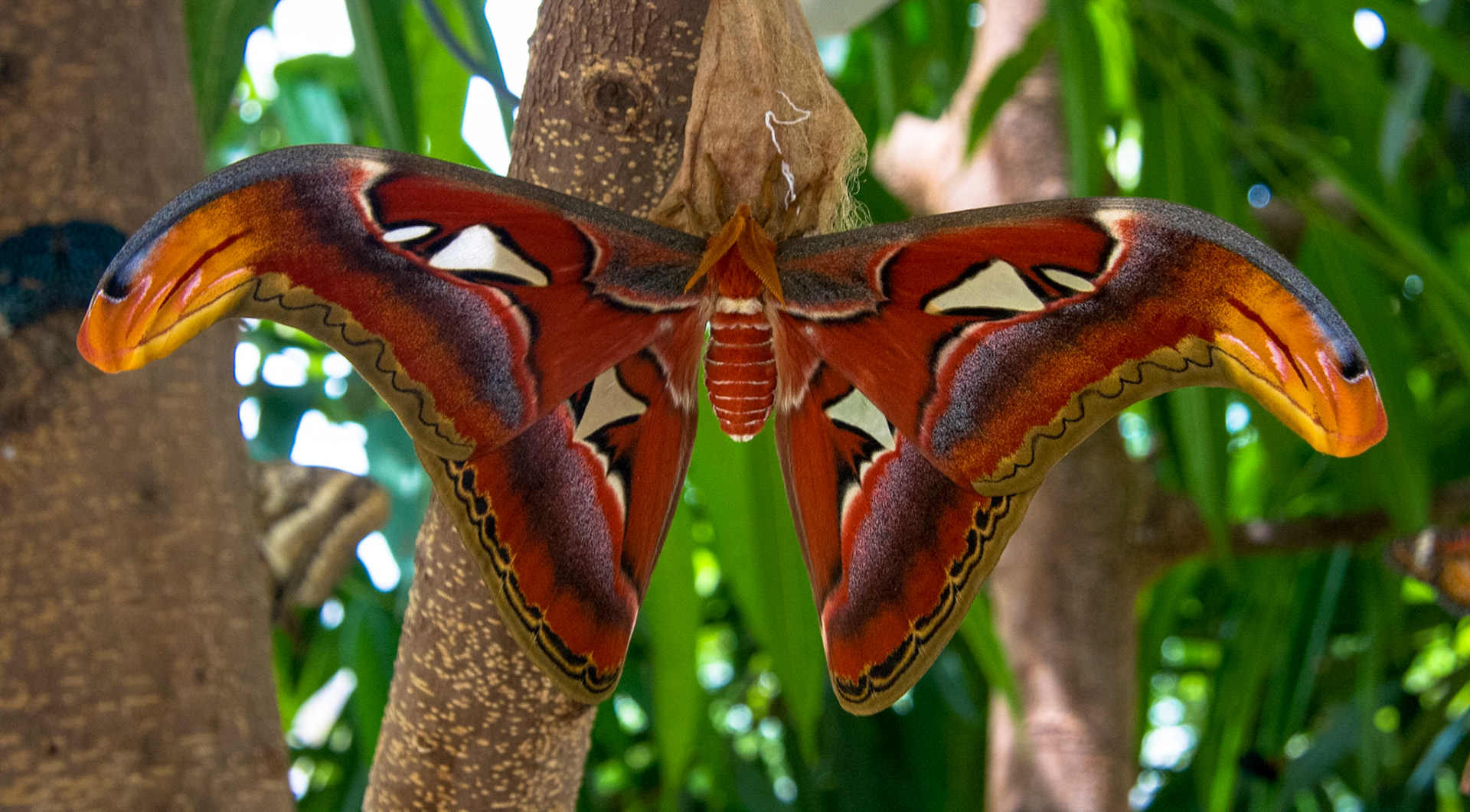 Atlas Moth