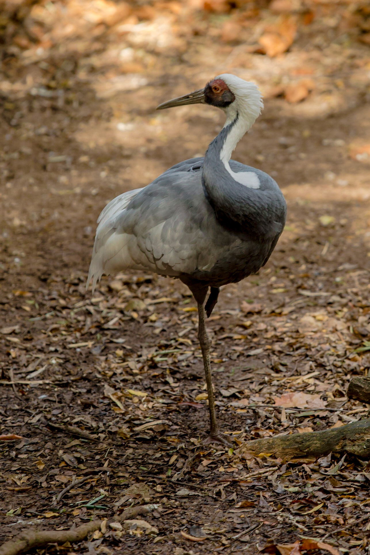 Twist &amp; Shout - Heron