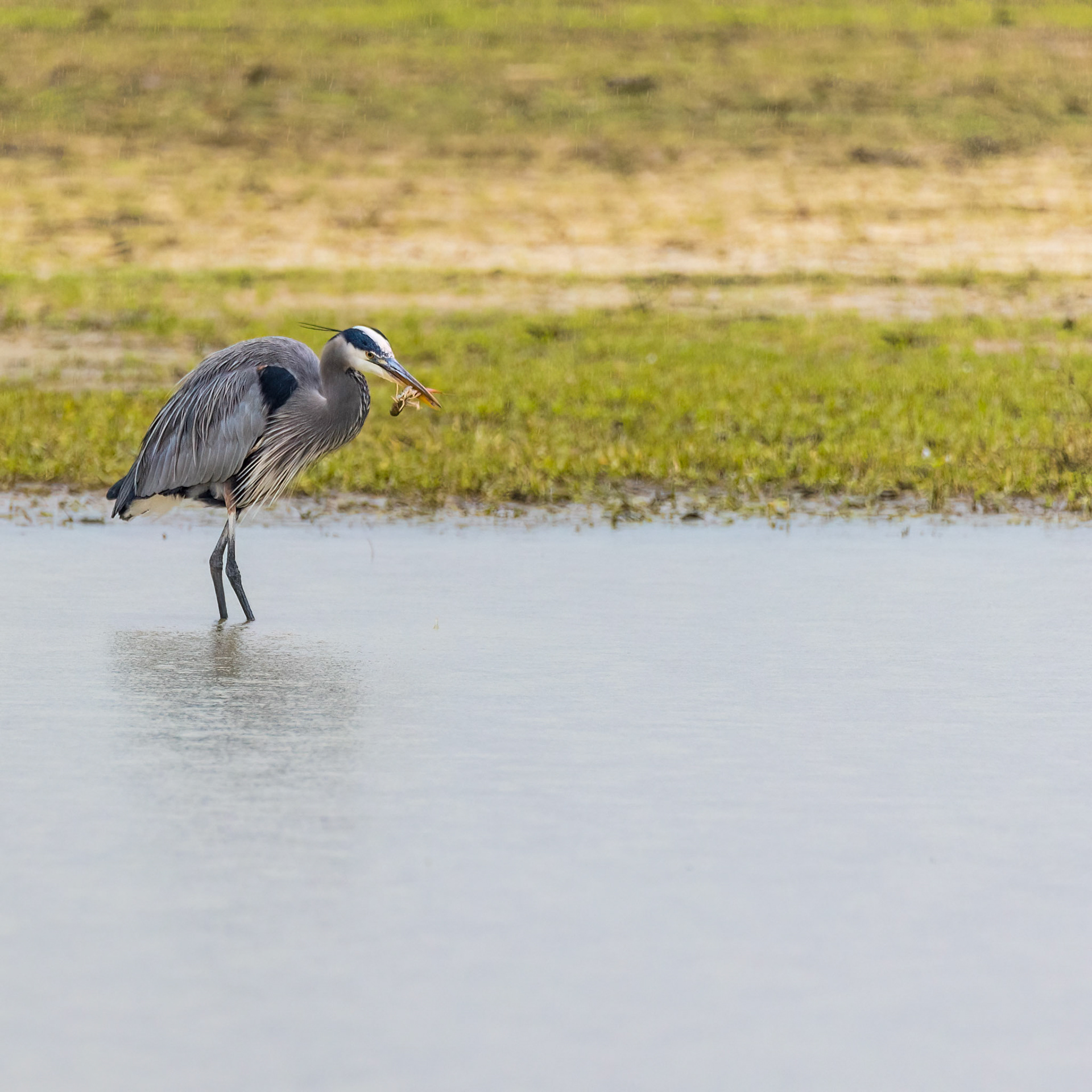 Gotcha myself a breakfast!