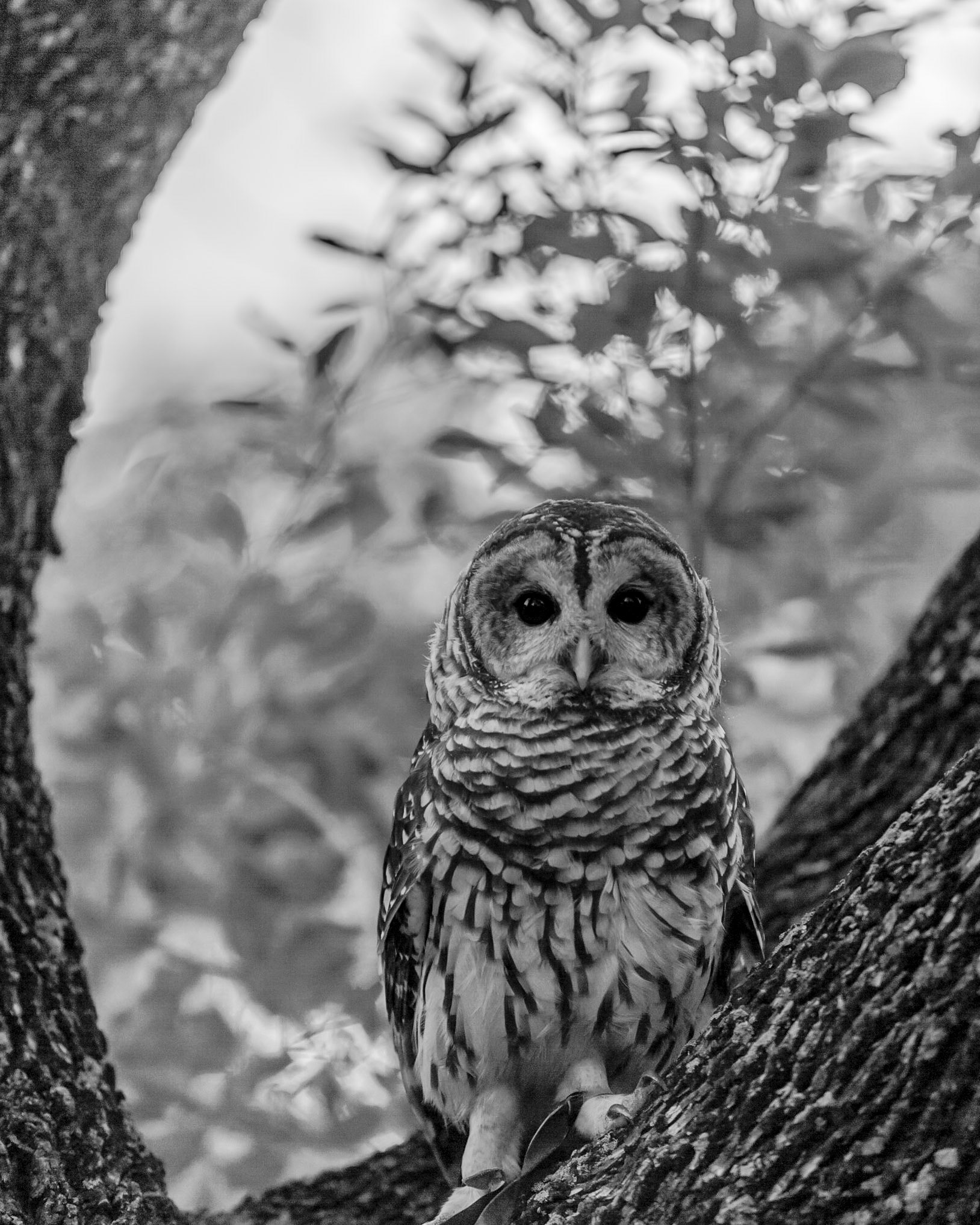Barred Owl
