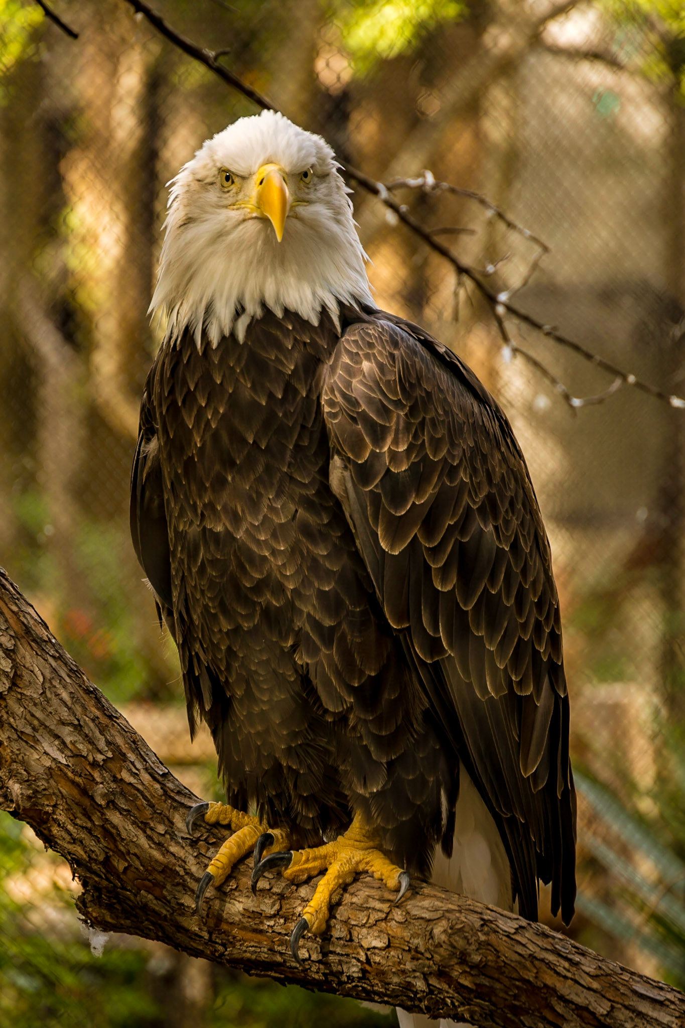 You wanna piece of me?!