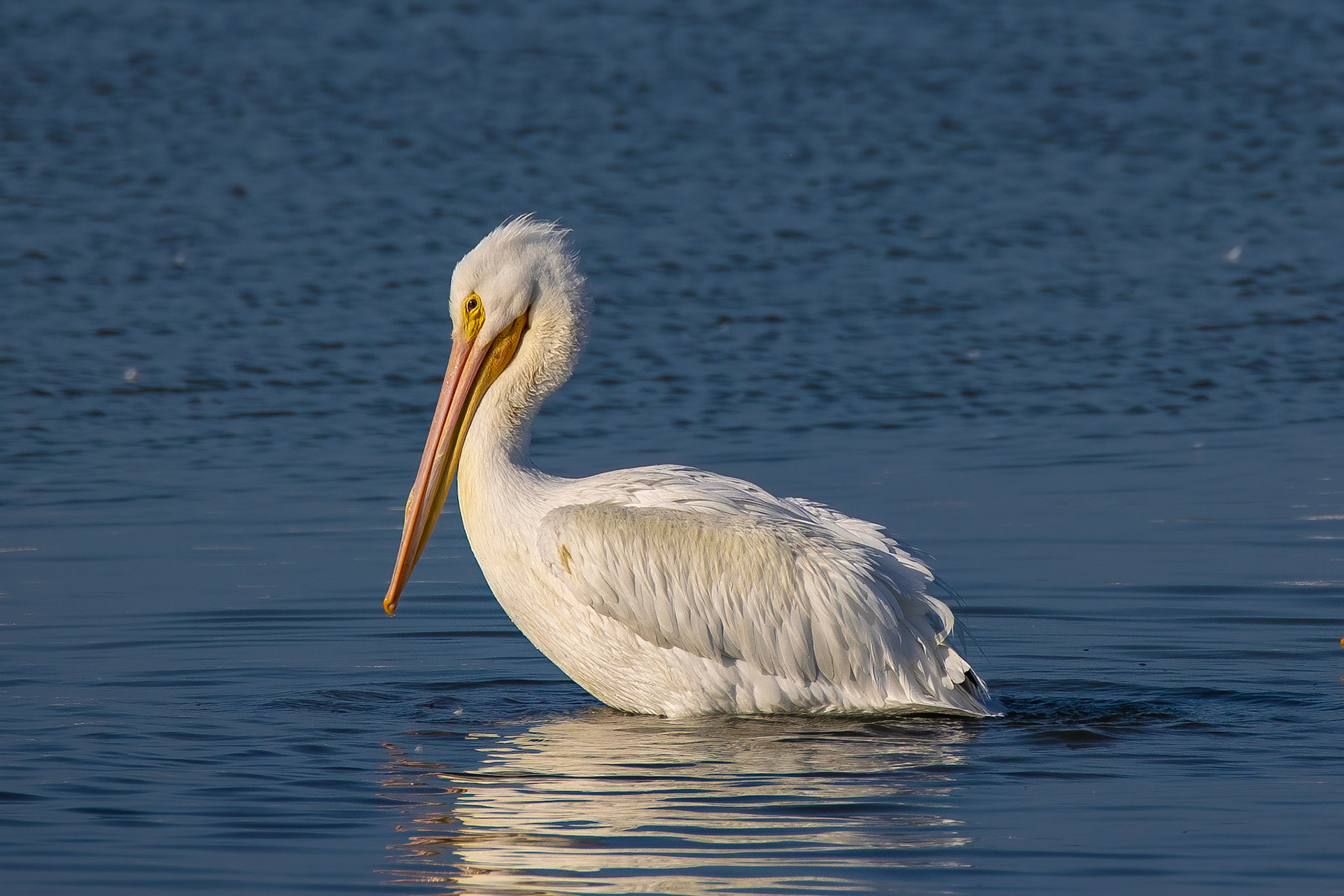 Willing for fish...A Pelican Stare