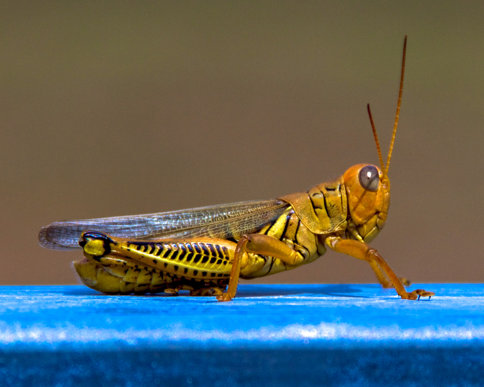 Eastern Lubber Grasshopper