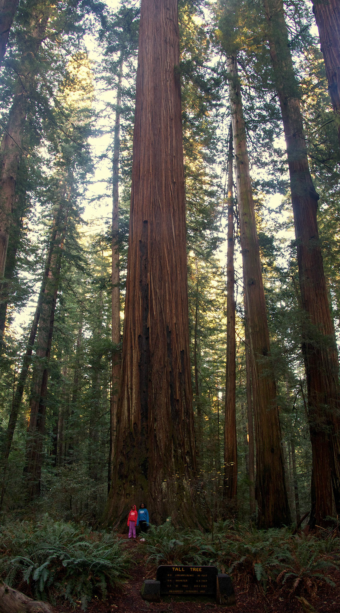 Big Tree -  (304' x 21' diameter ), Humboldt Redwoods National Forest, California