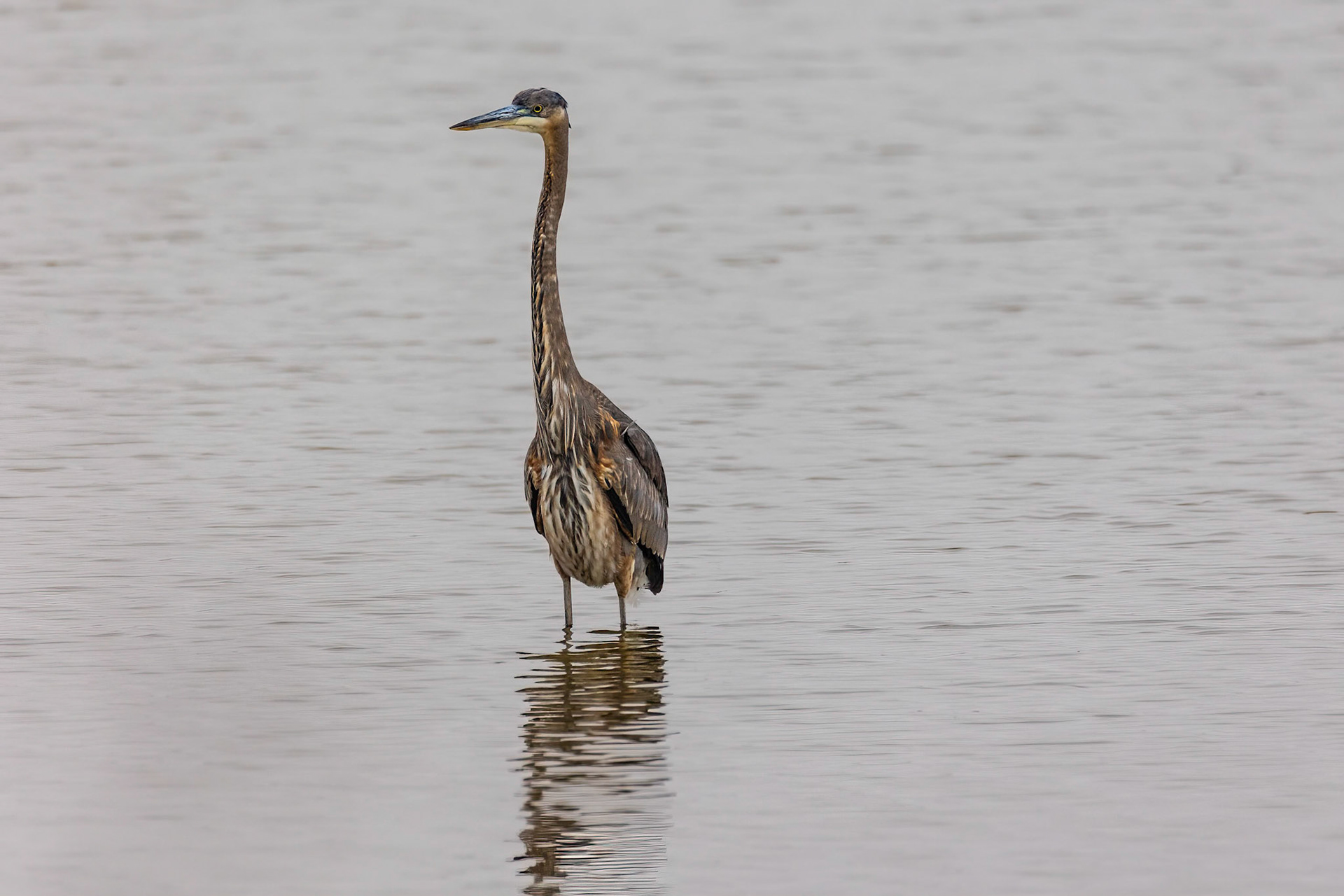 A Giraffe that can fly!