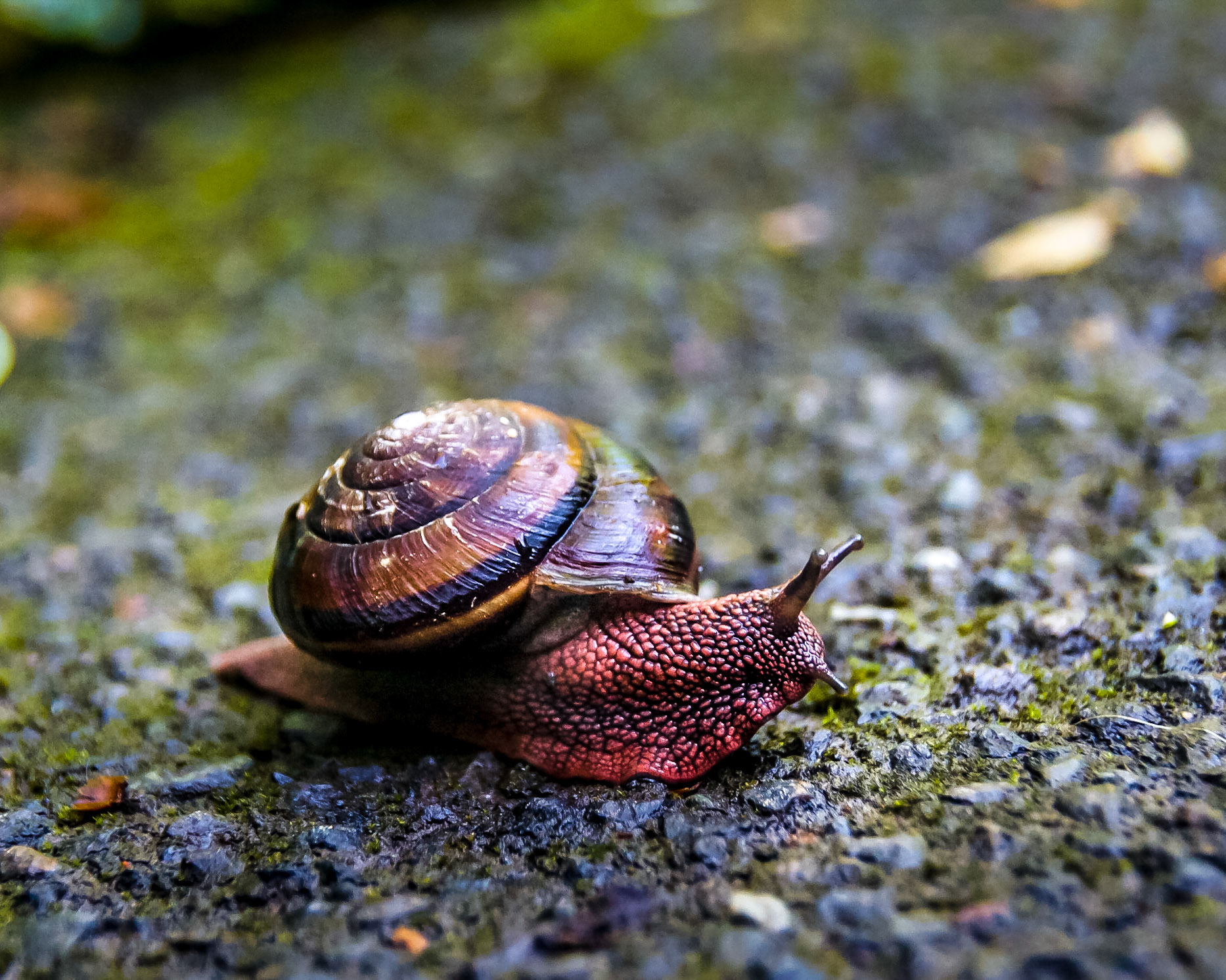 Does a snail look left and right before crossing the road?