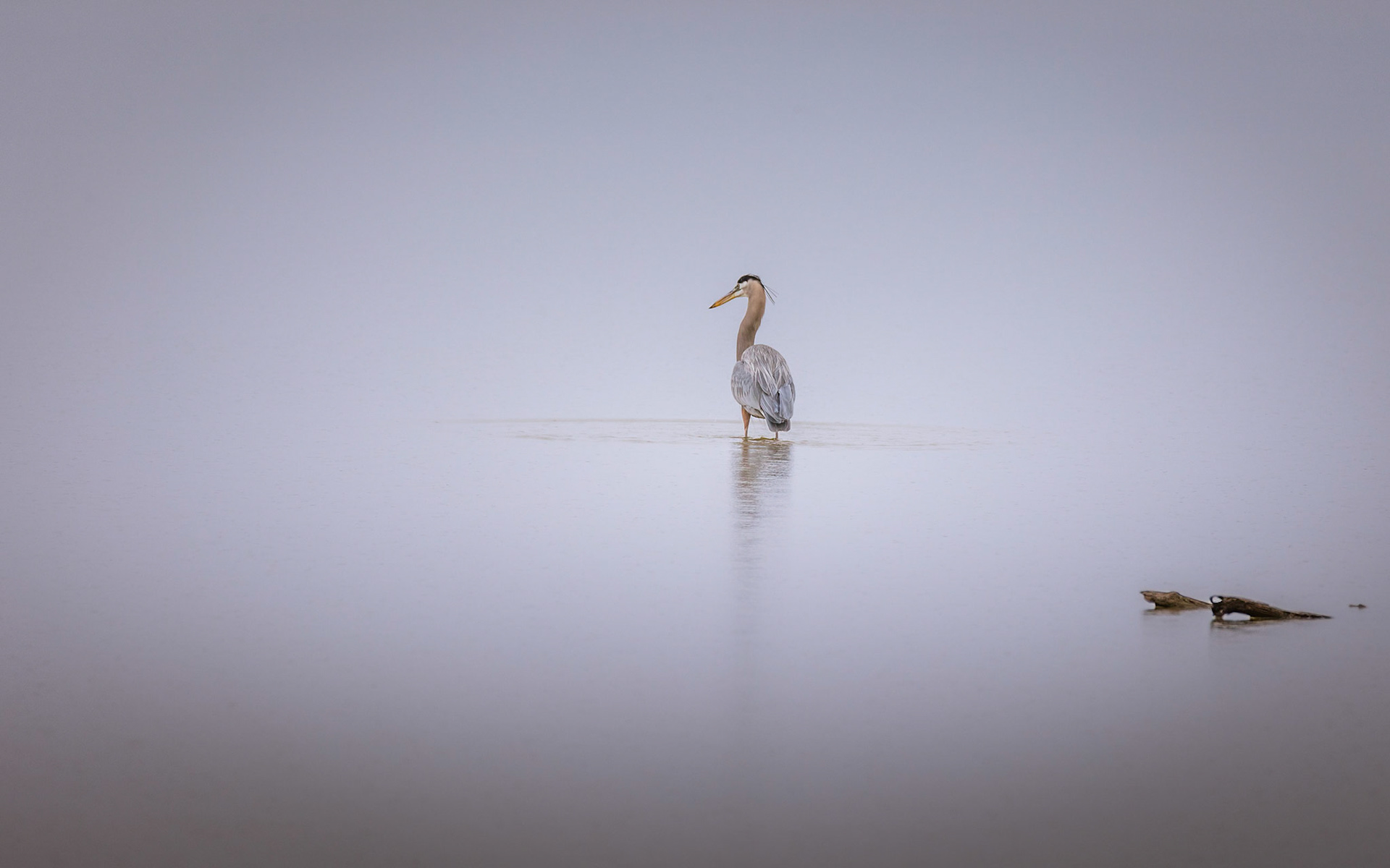 Lookin for breakfast!