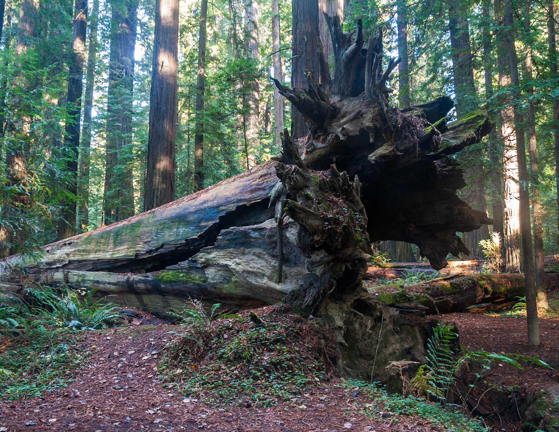 Humboldt Redwoods National Forest, California