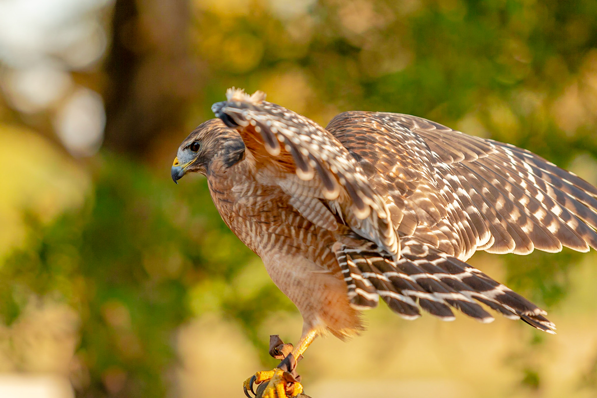Hawkeye - Red Shouldered Hawk
