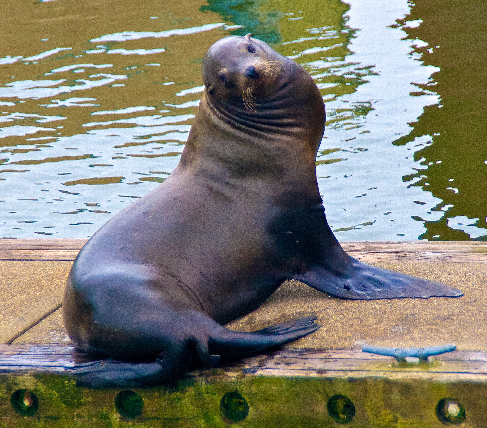 Sea Lion - You wanna piece of me?!!!