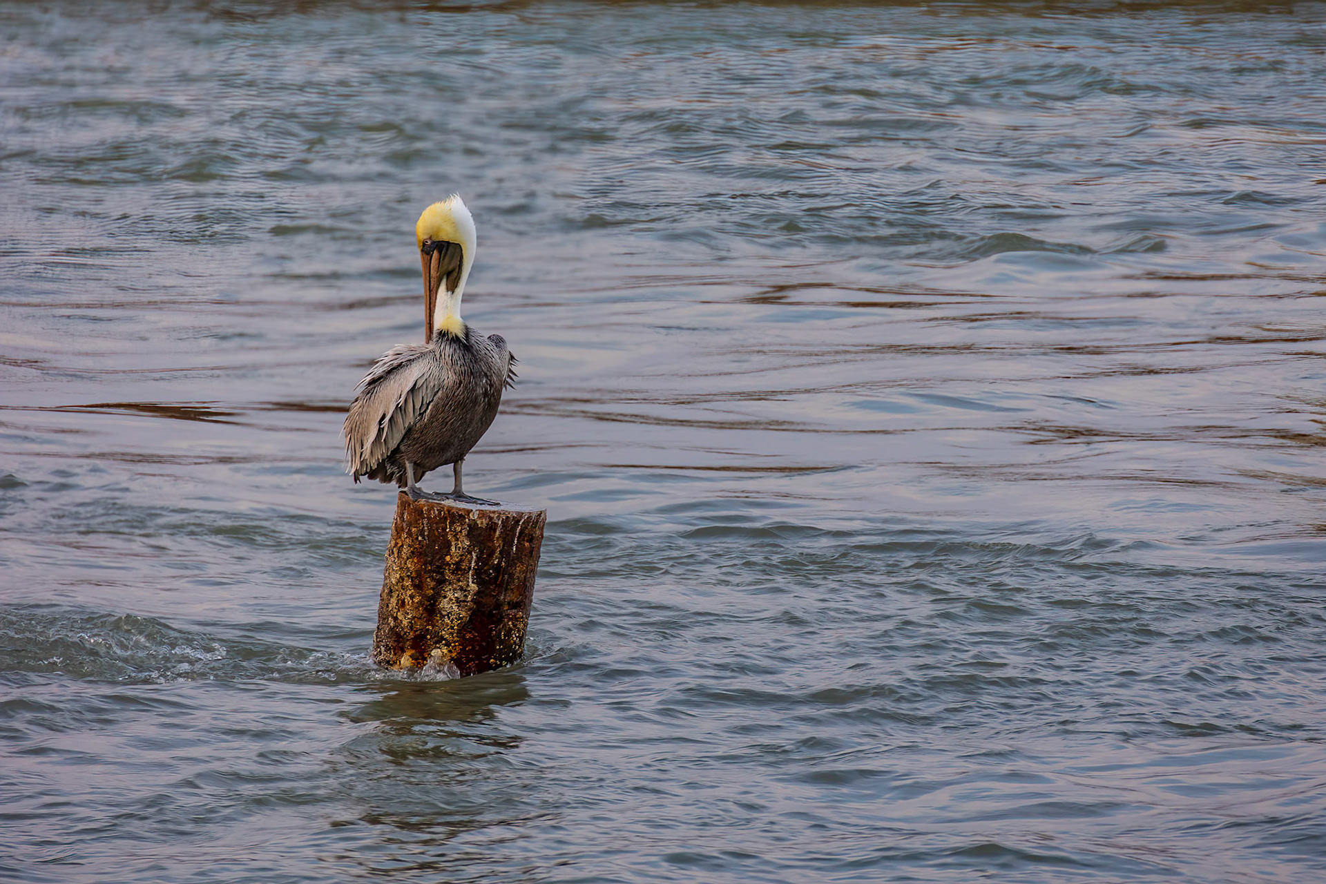 Adult Brown Pelican