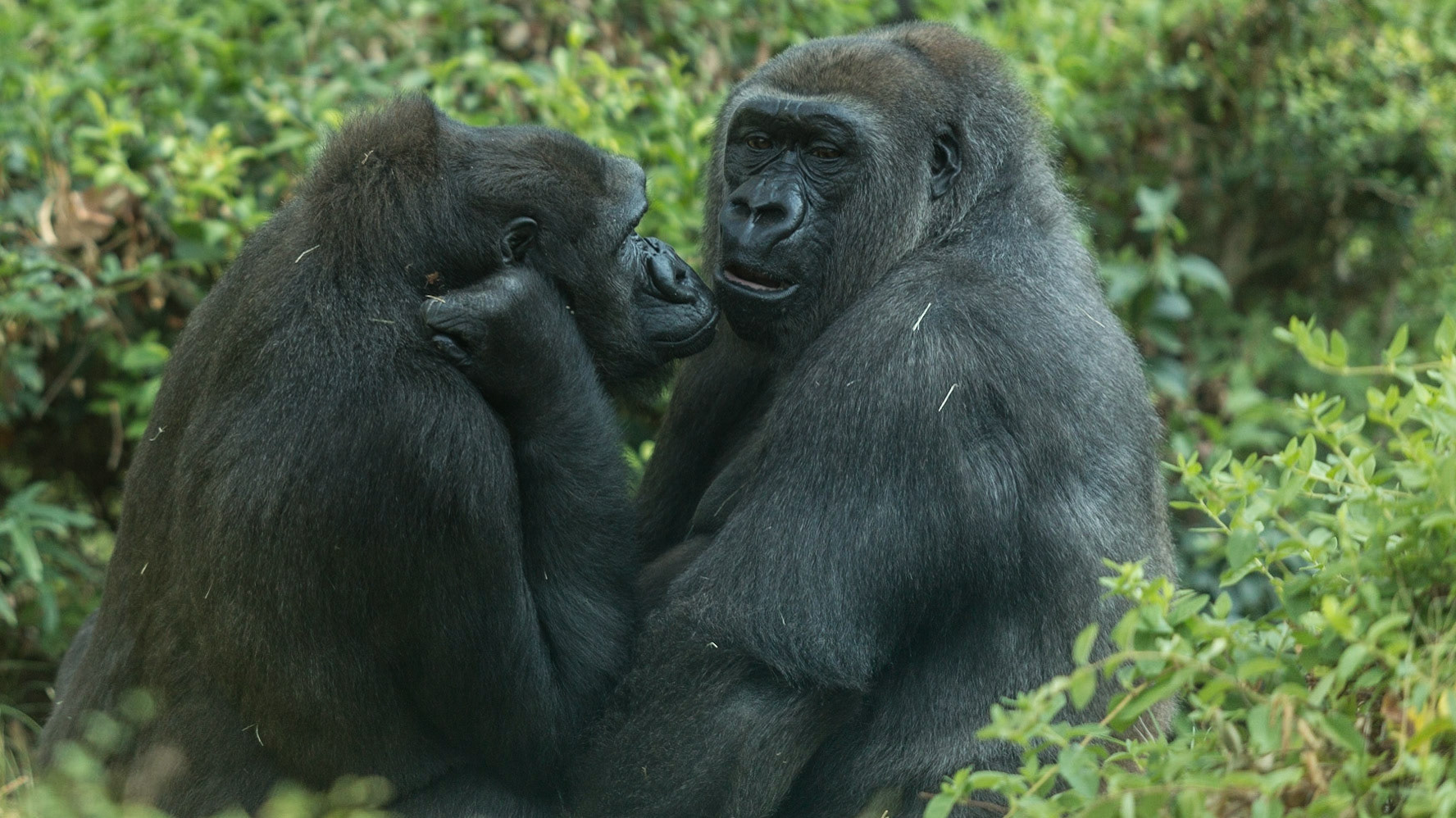 Can I pet the baby?..please - Gorilla